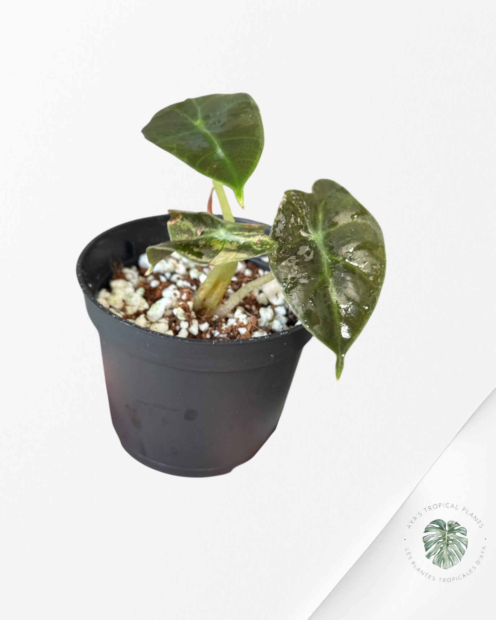 Alocasia Polly Variegata (Pink A Grade）- TZ5