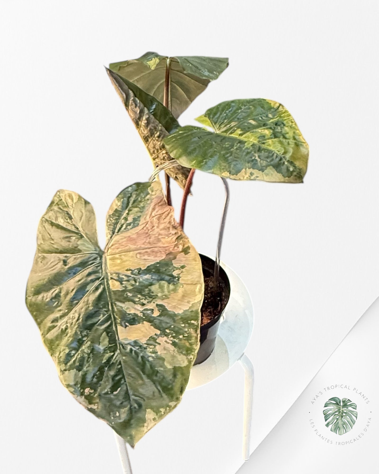 Alocasia 'Yucatan Princess' variegated - F1