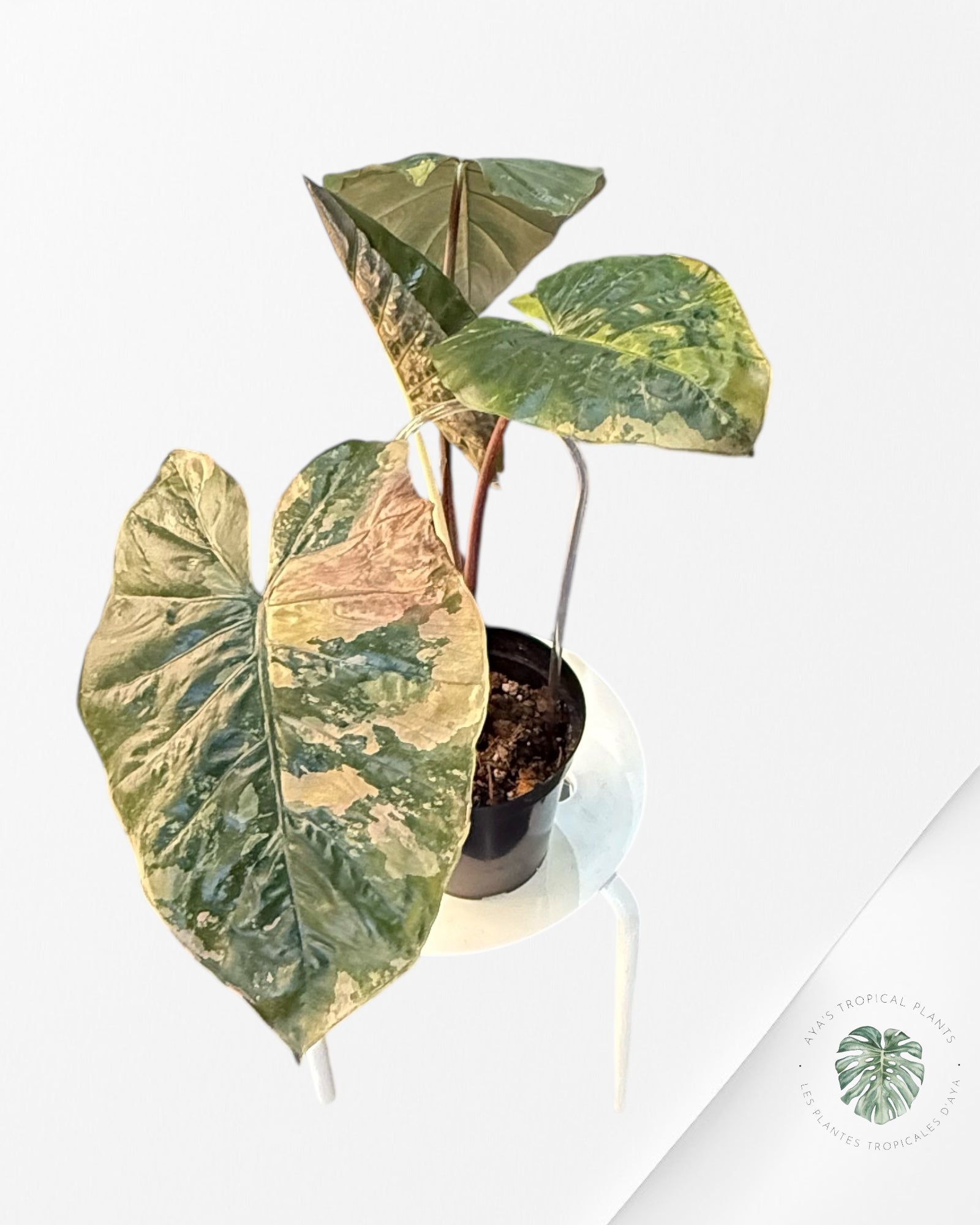 Alocasia 'Yucatan Princess' variegated - F1