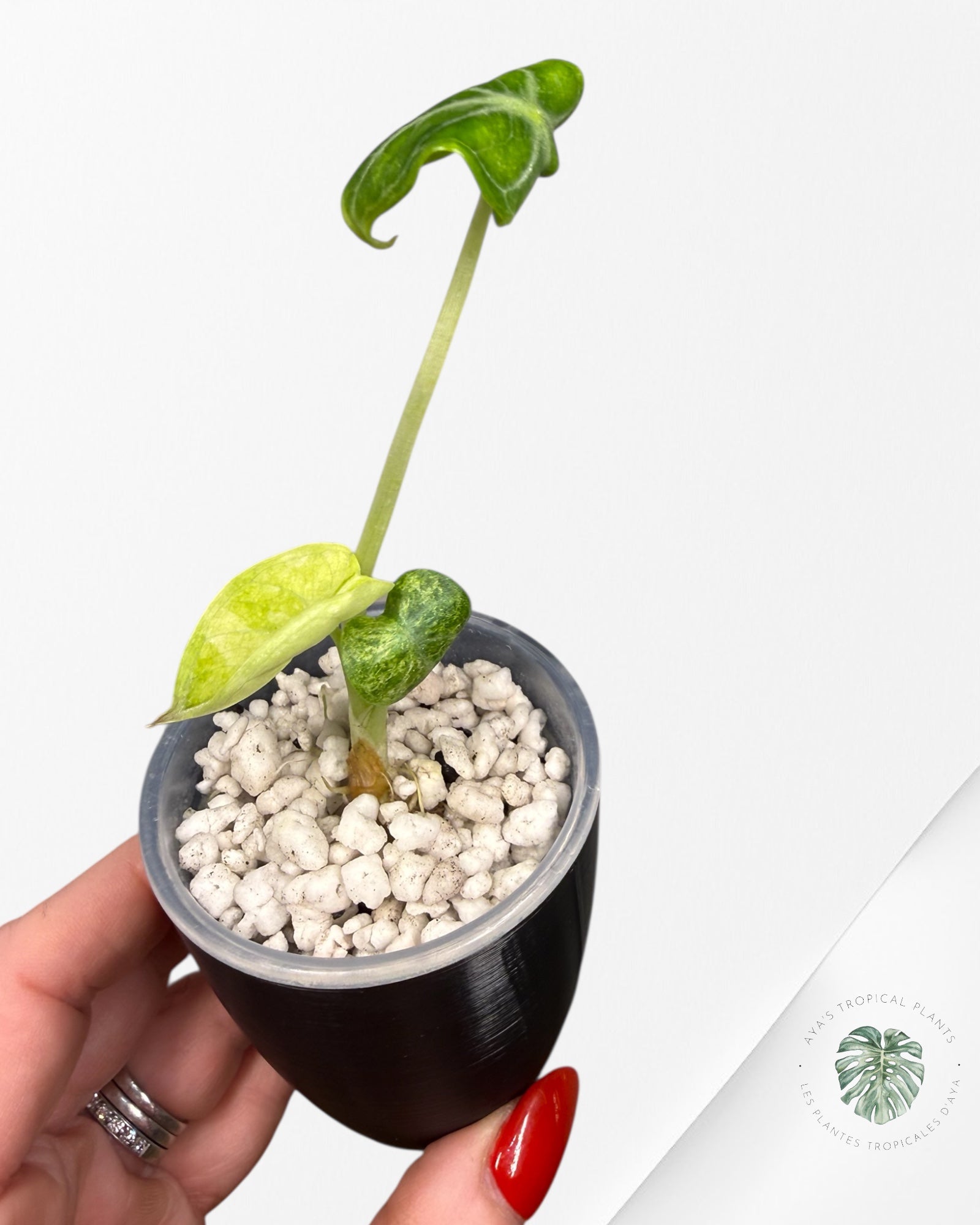 Alocasia Ninja Tricolor Variegated