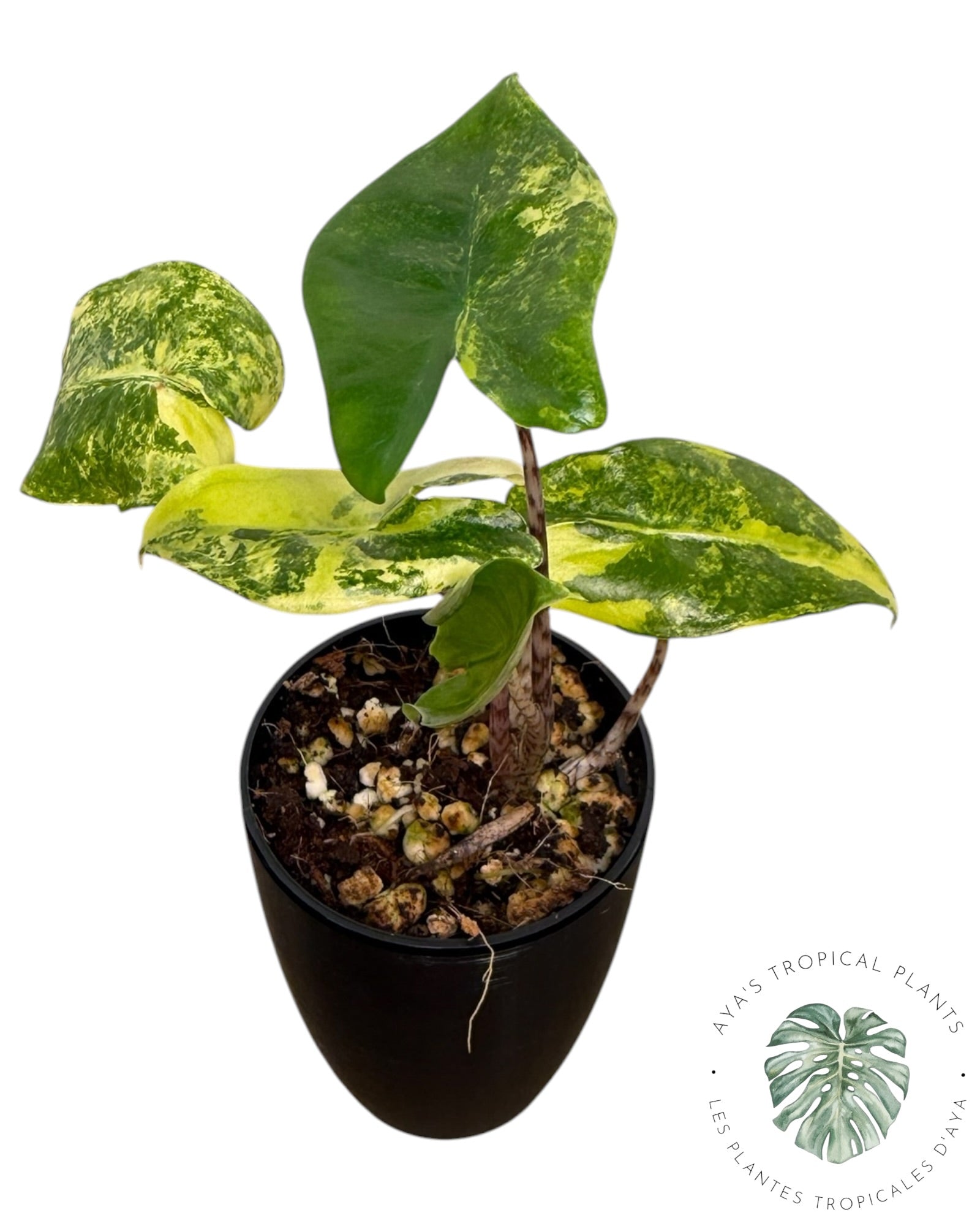 Alocasia Zebrina Aurea