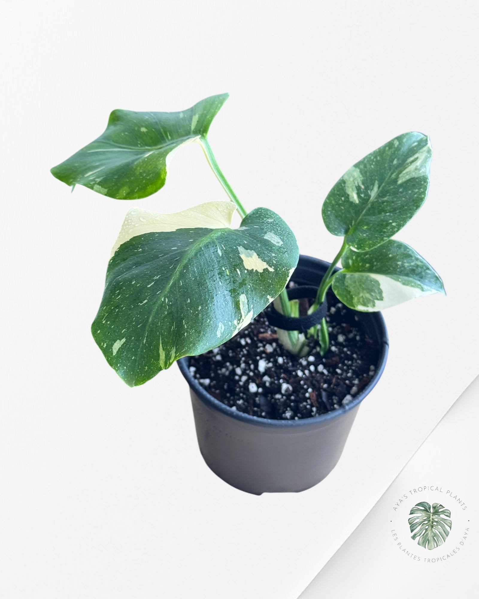 Monstera Thai Constellation-100