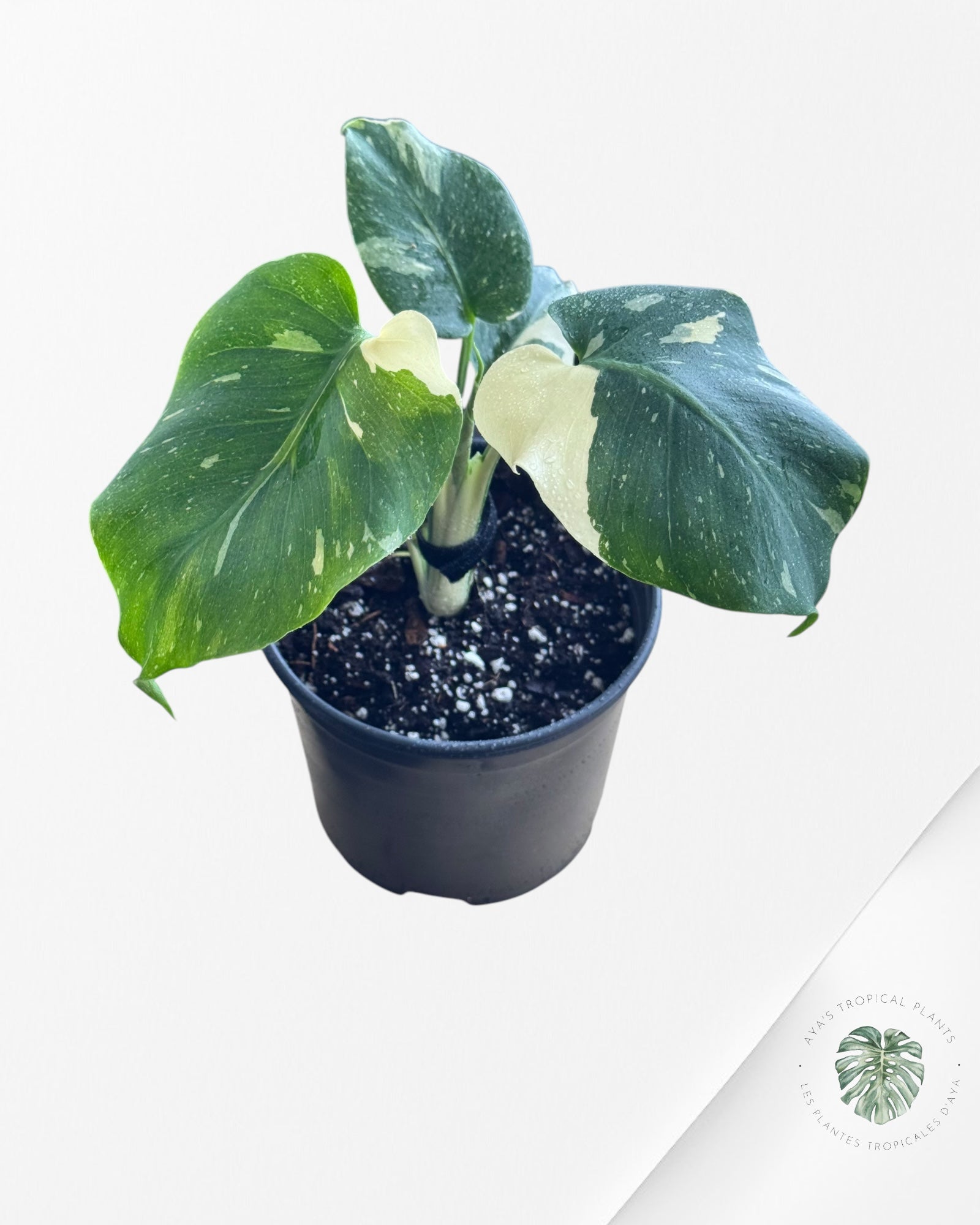 Monstera Thai Constellation-100