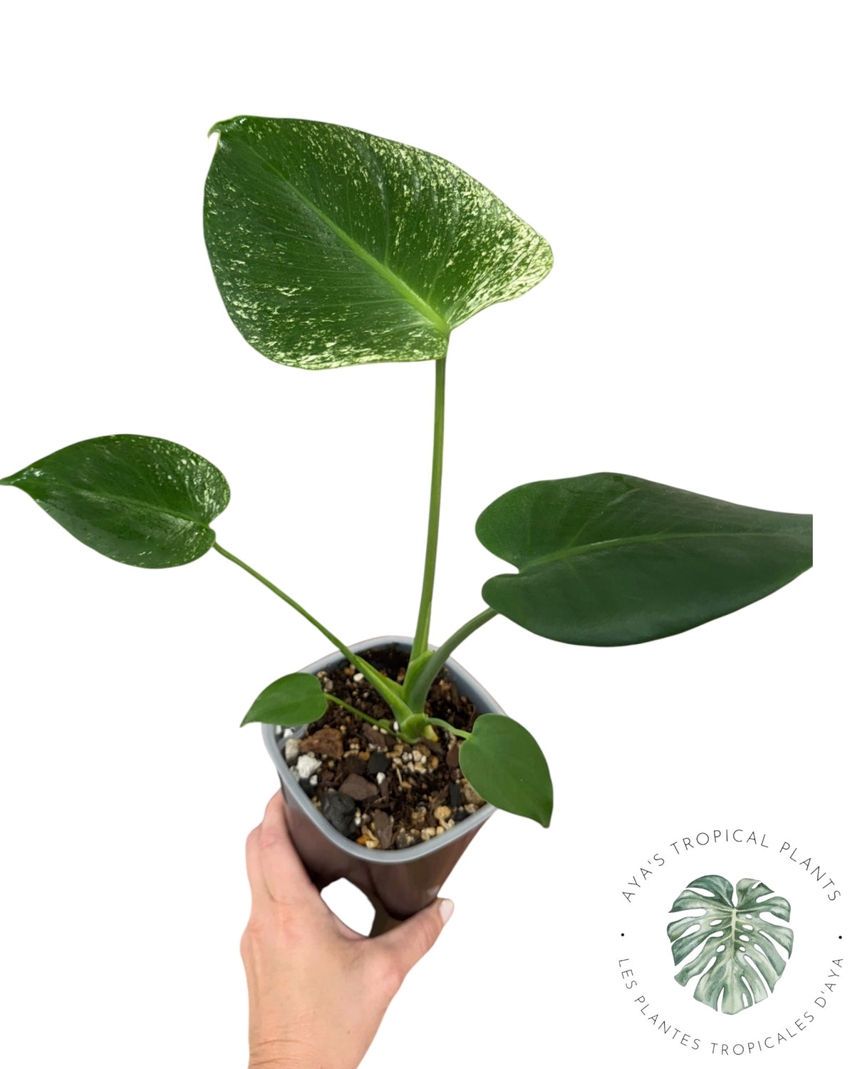 Monstera Deliciosa 'Devil Monster'