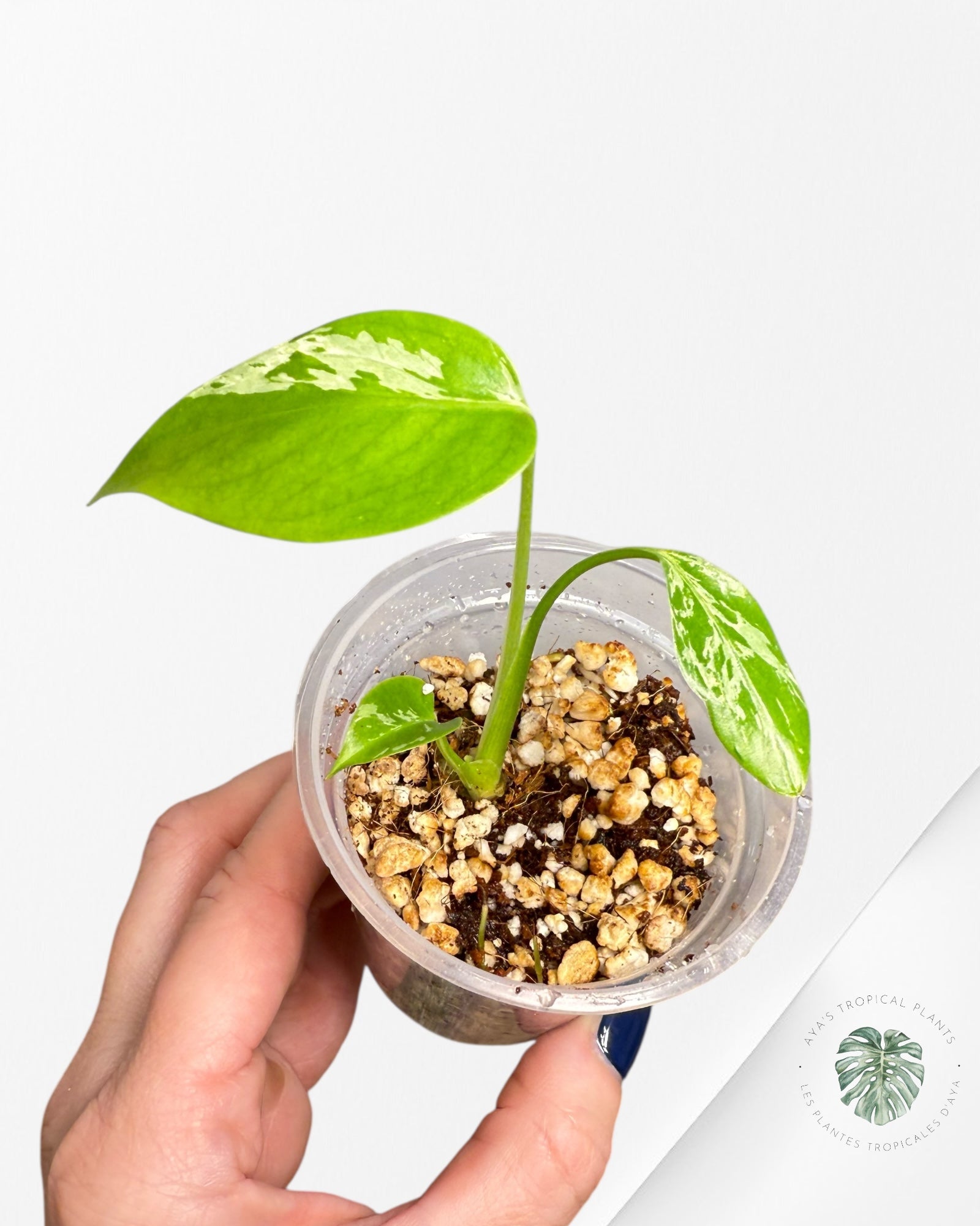 Monstera Deliciosa Bulbasaur |Rare TC Plant | Aya's Tropical Plants