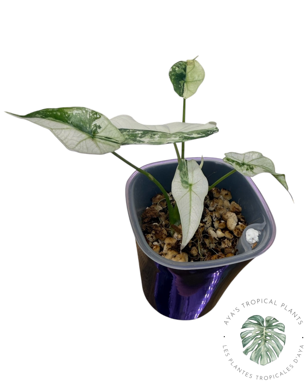 Alocasia  Simpo Albo Variegated