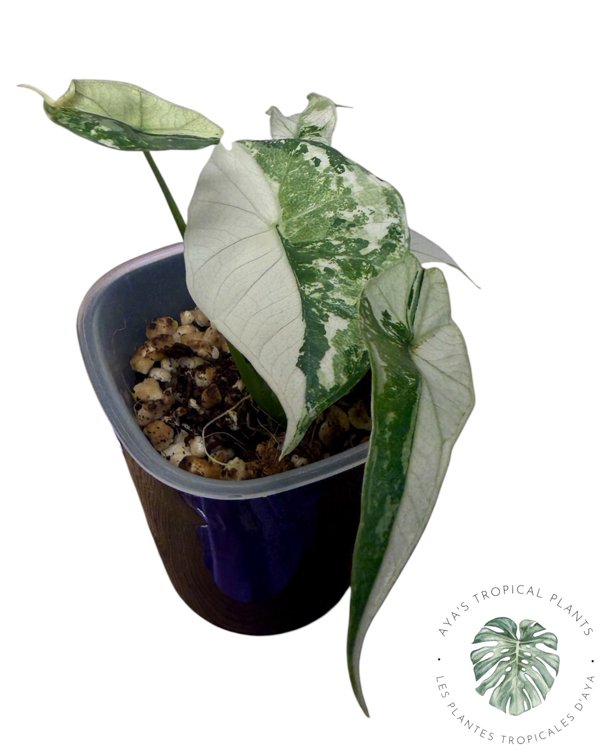 Alocasia  Simpo Albo Variegated