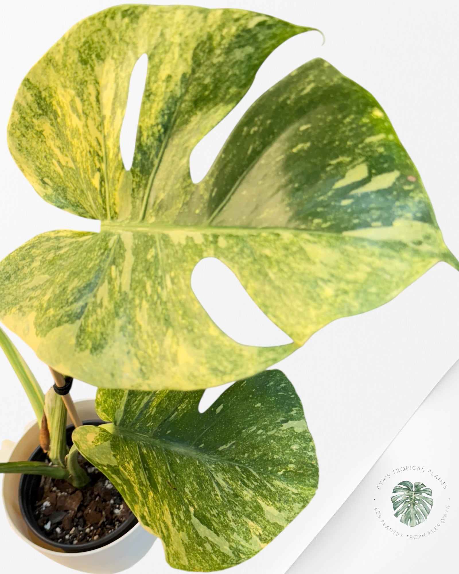 Monstera Legacy - 01