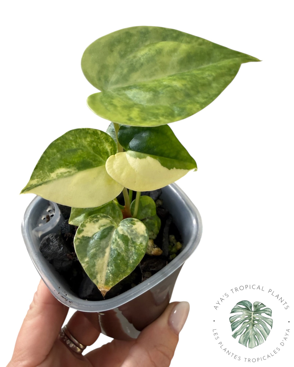 Anthurium Clarinervium Aurea Variegated