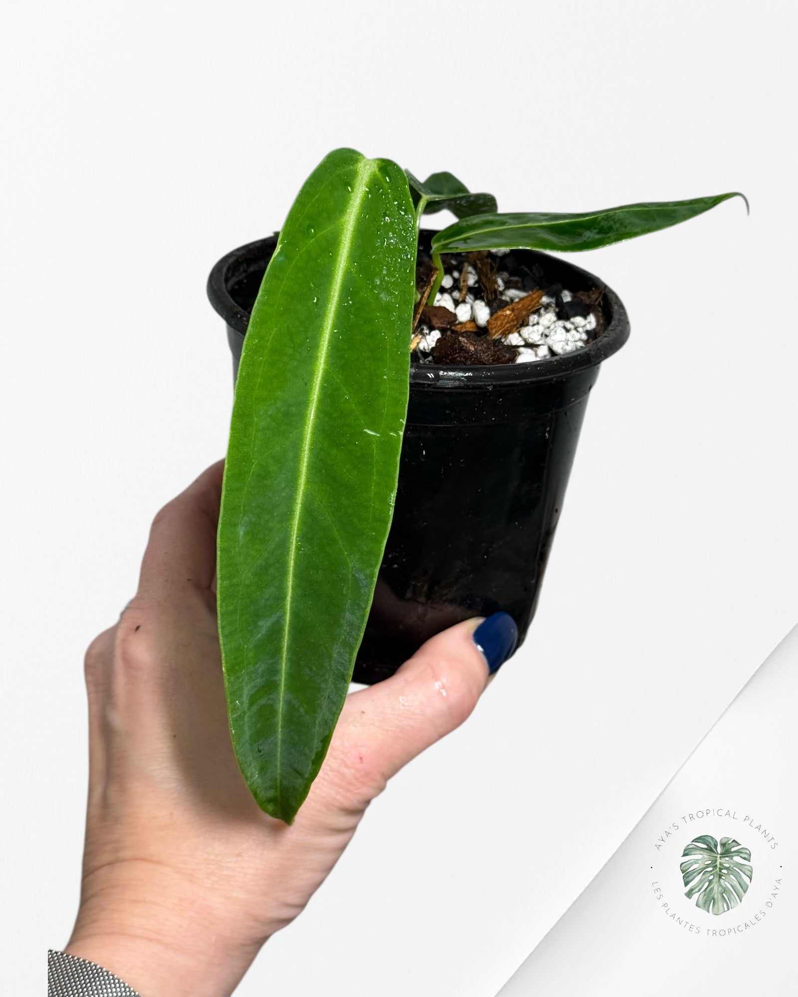 Anthurium Warocqueanum  |Rare Aroid| Aya's Tropical Plants