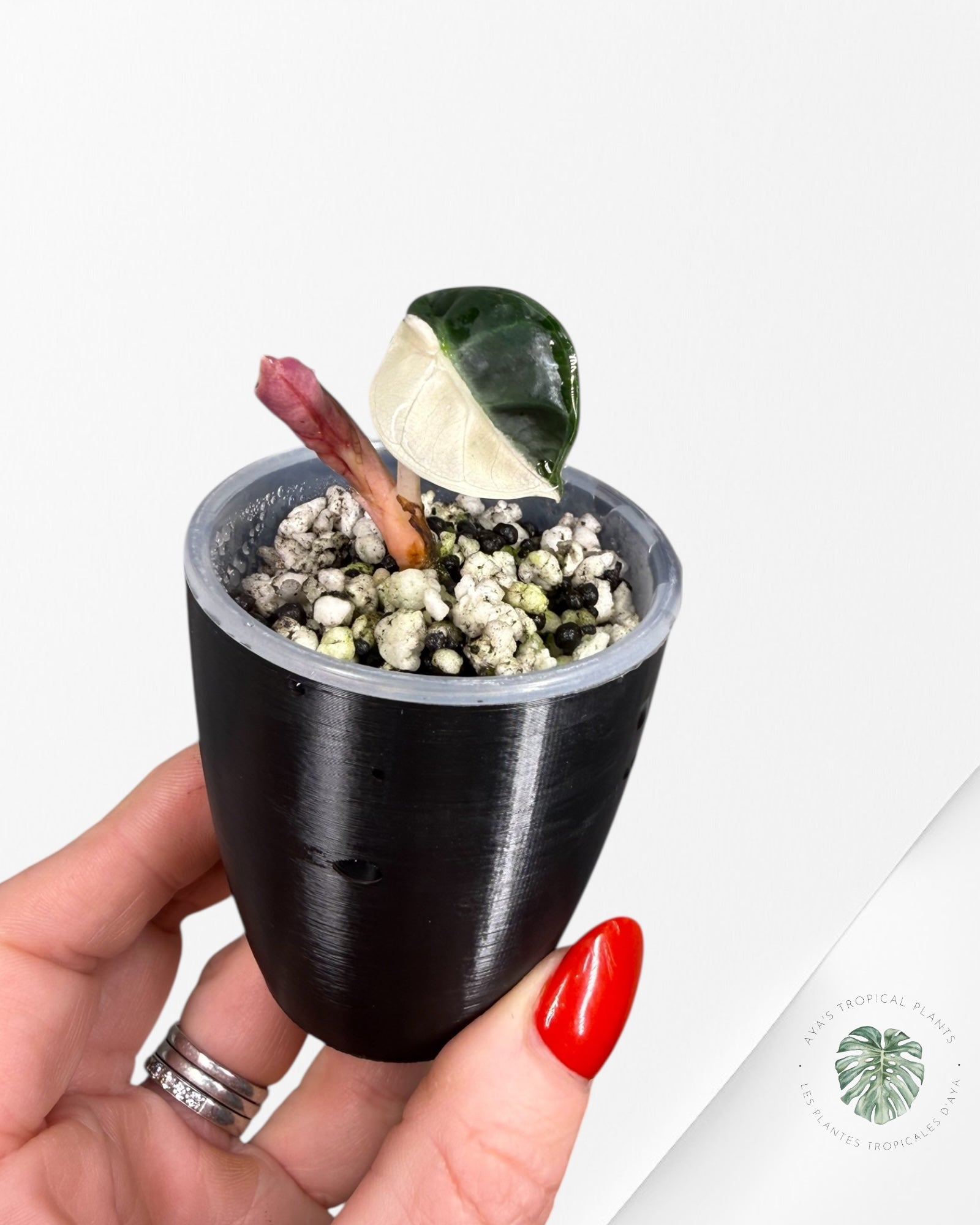 Alocasia Heart Balloon rose panaché