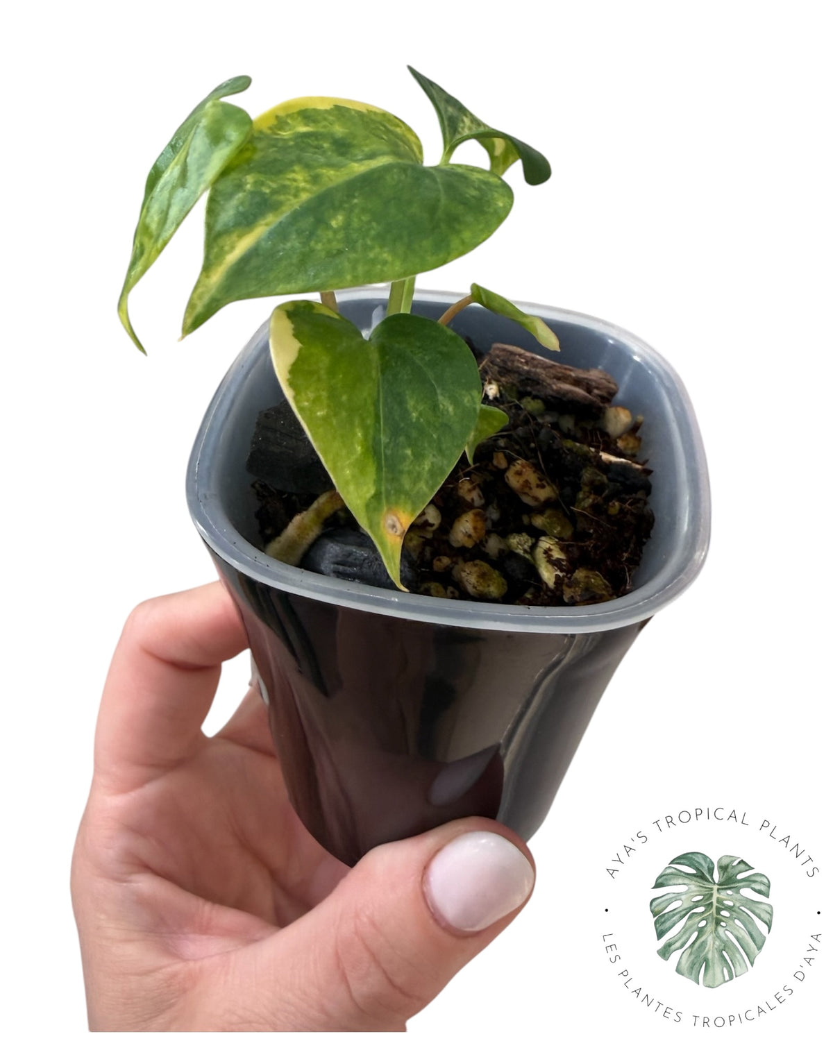Anthurium Clarinervium Aurea Panaché