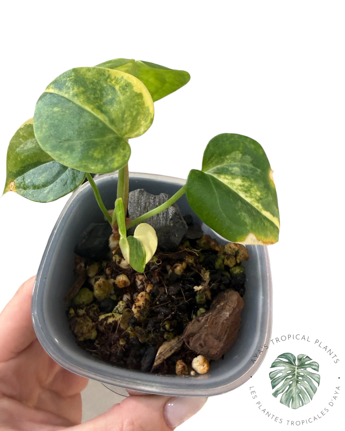 Anthurium Clarinervium Aurea Panaché