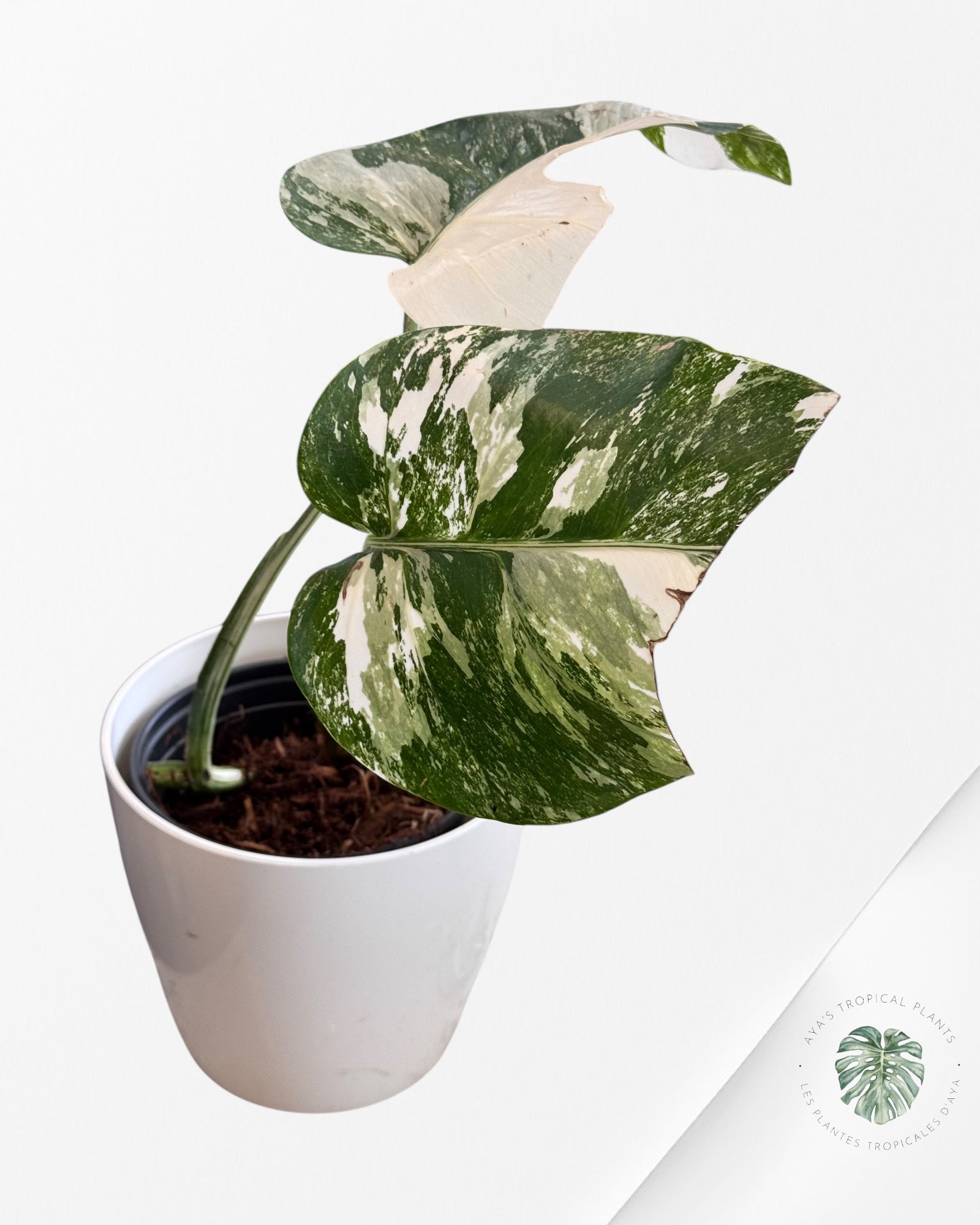 Monstera Borsigiana Albo-JA11