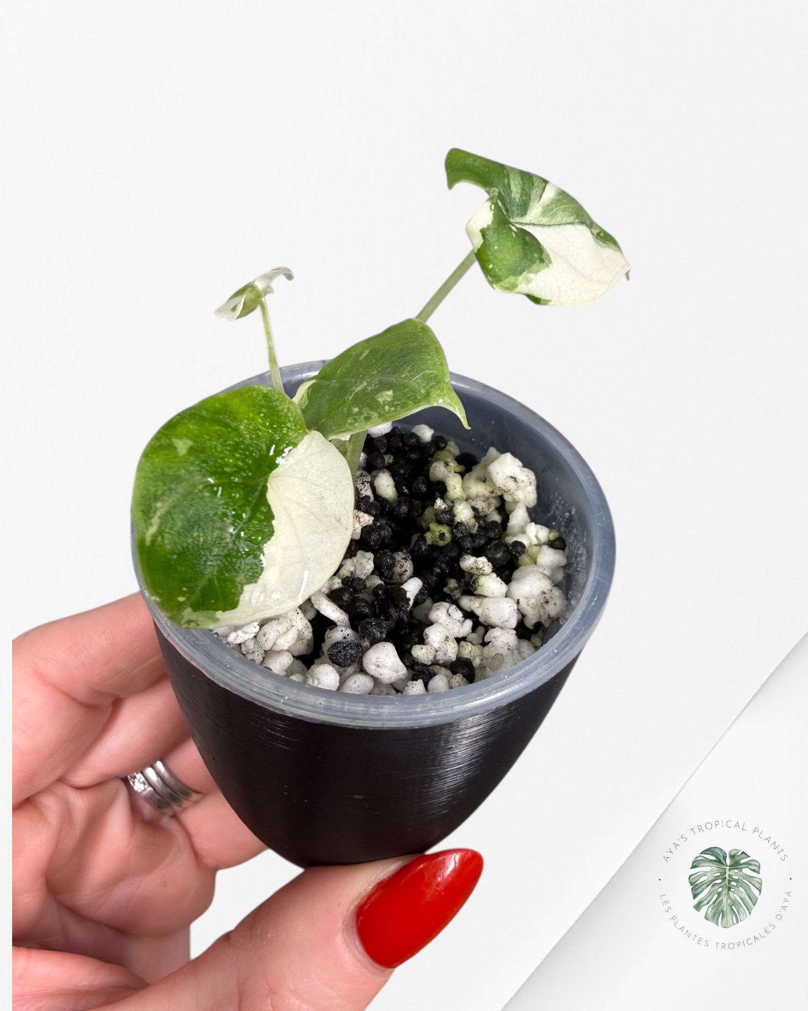 Alocasia Melo Albo Variegated