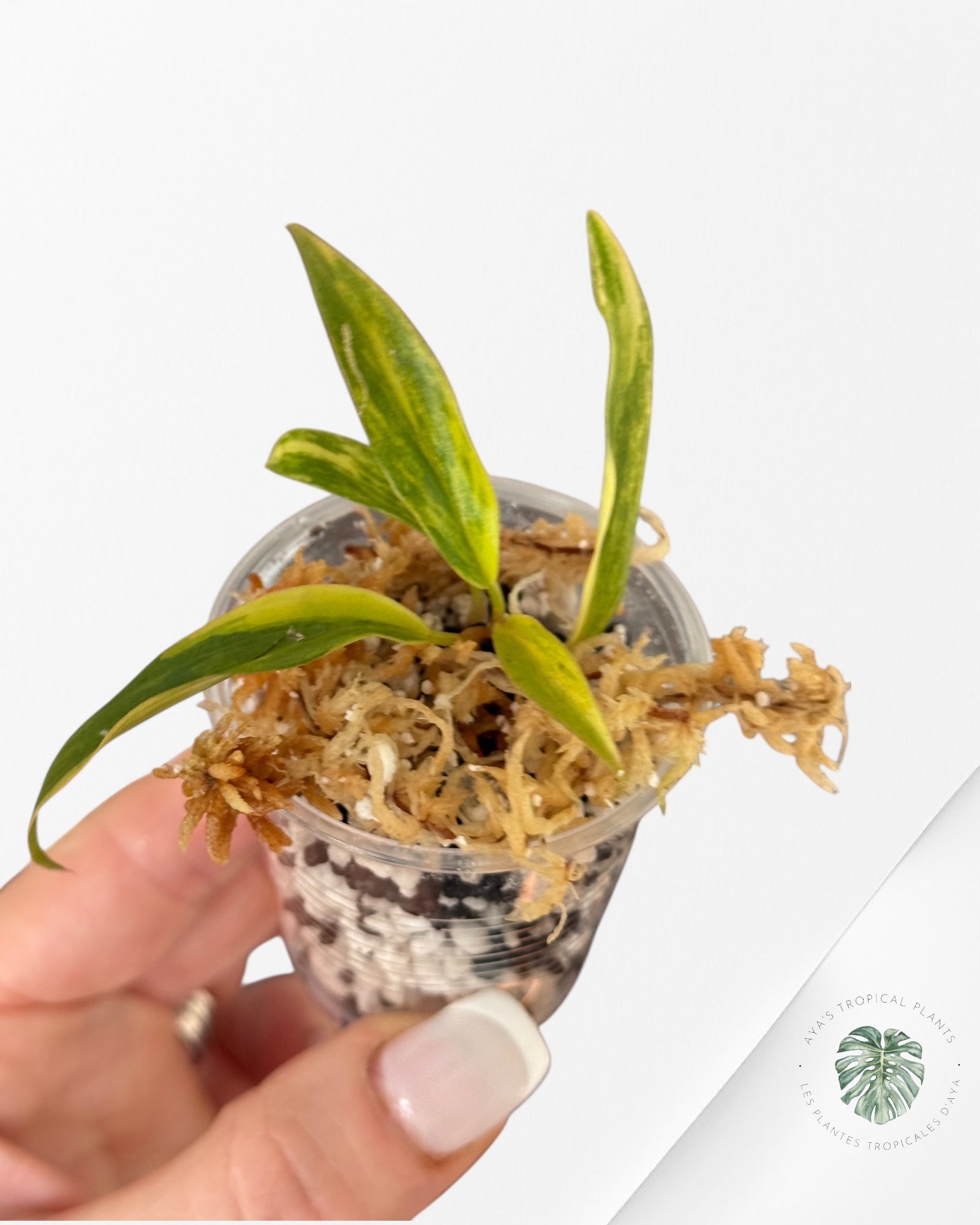 Philodendron Caramel Marble-LU4