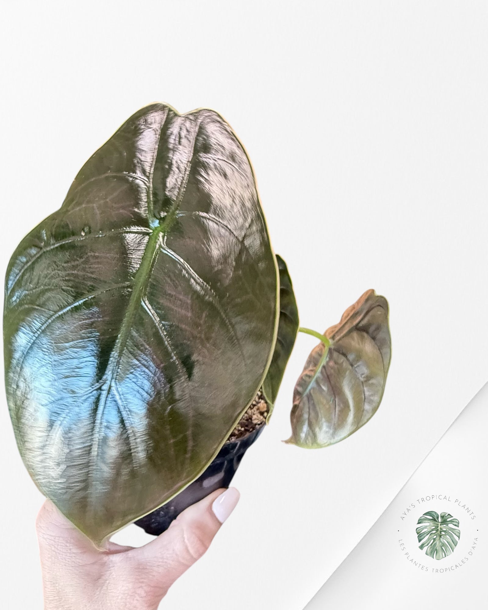 Alocasia azlanii - 200