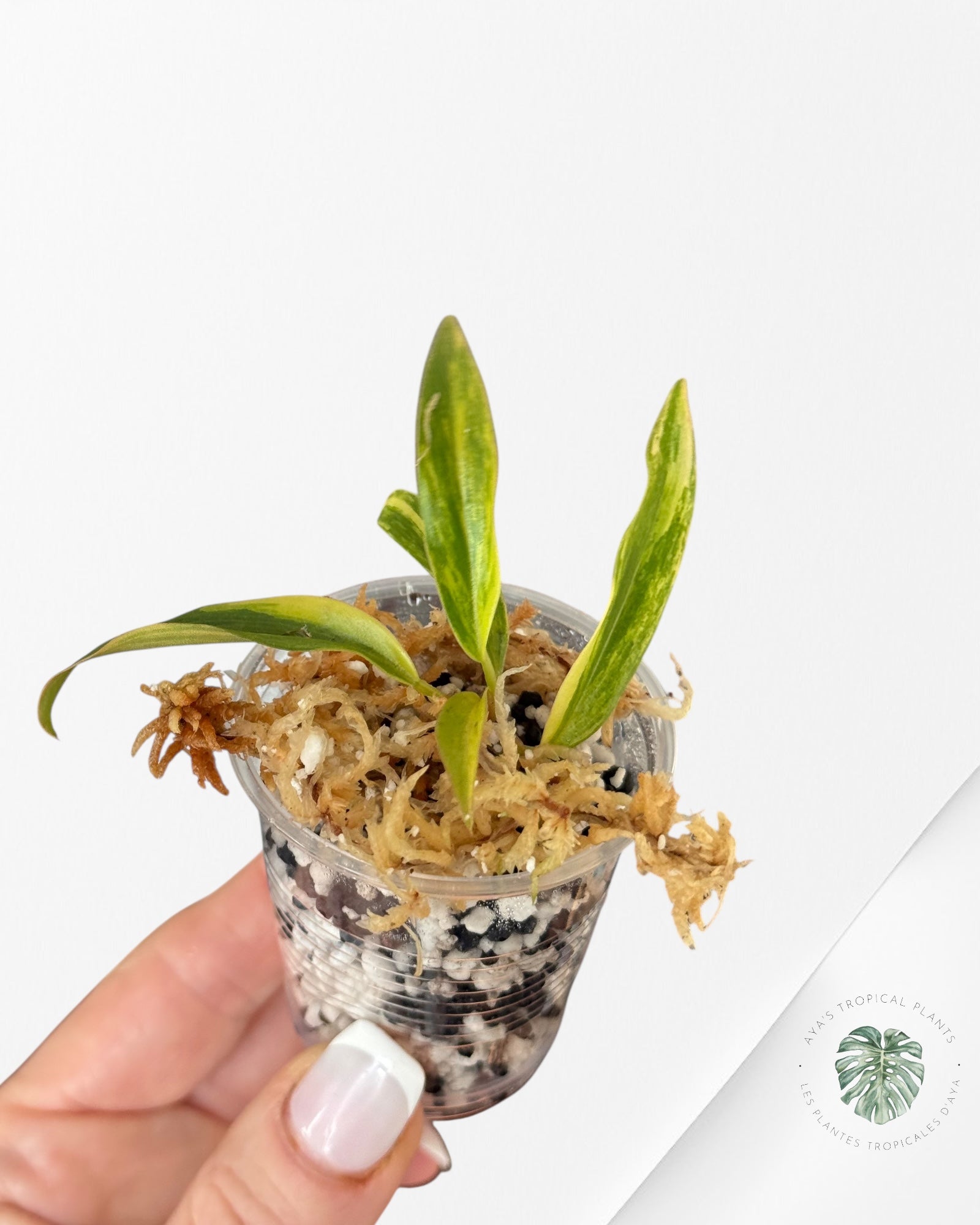 Philodendron Caramel Marble-LU4