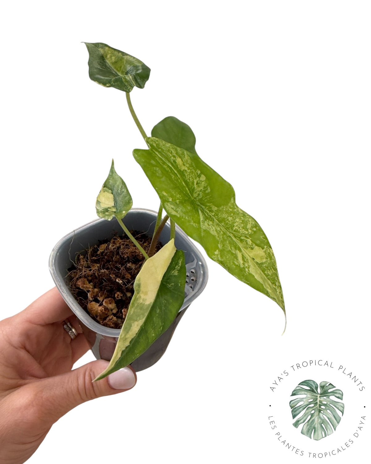 Alocasia  Simpo Aurea Variegated