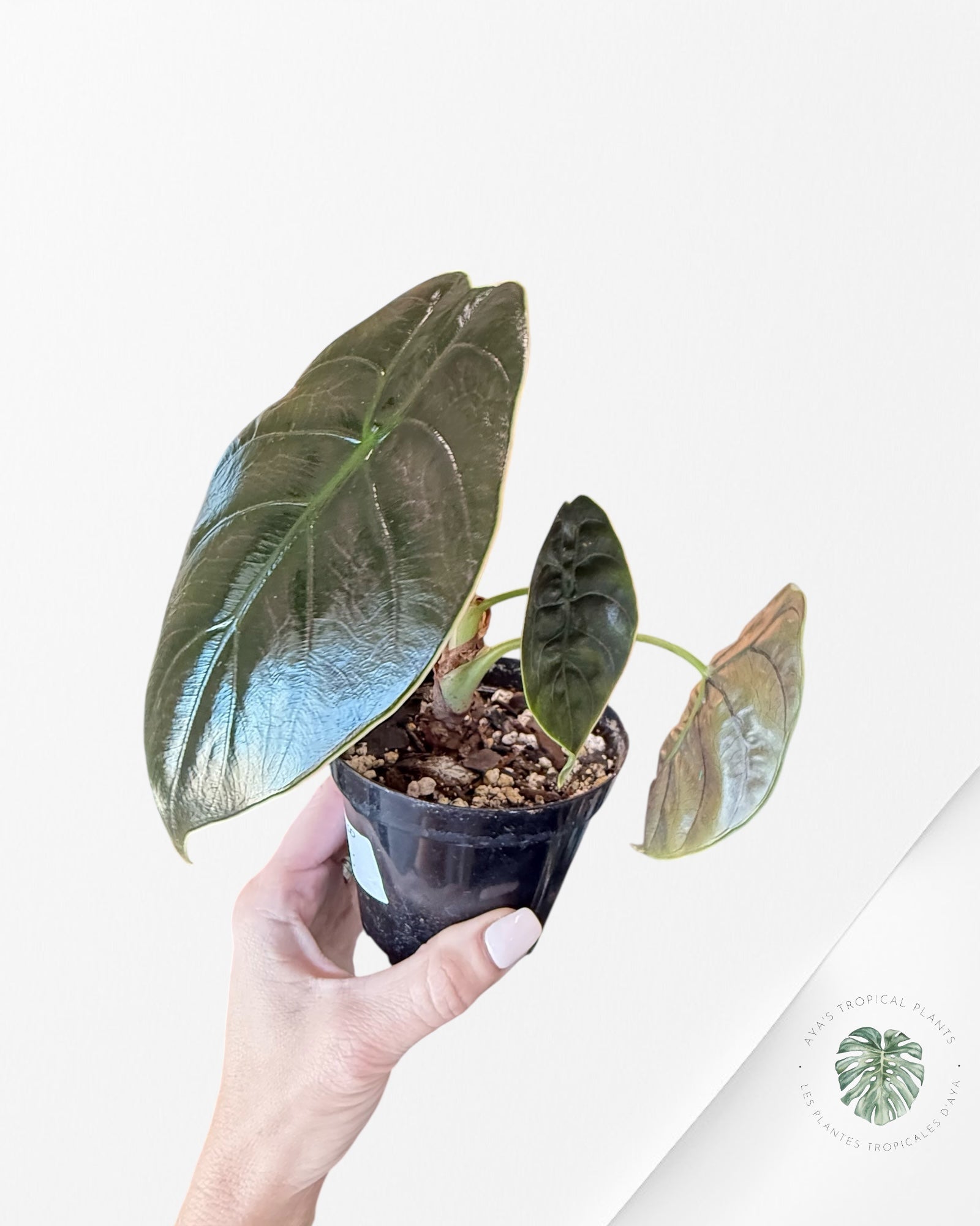 Alocasia azlanii - 200