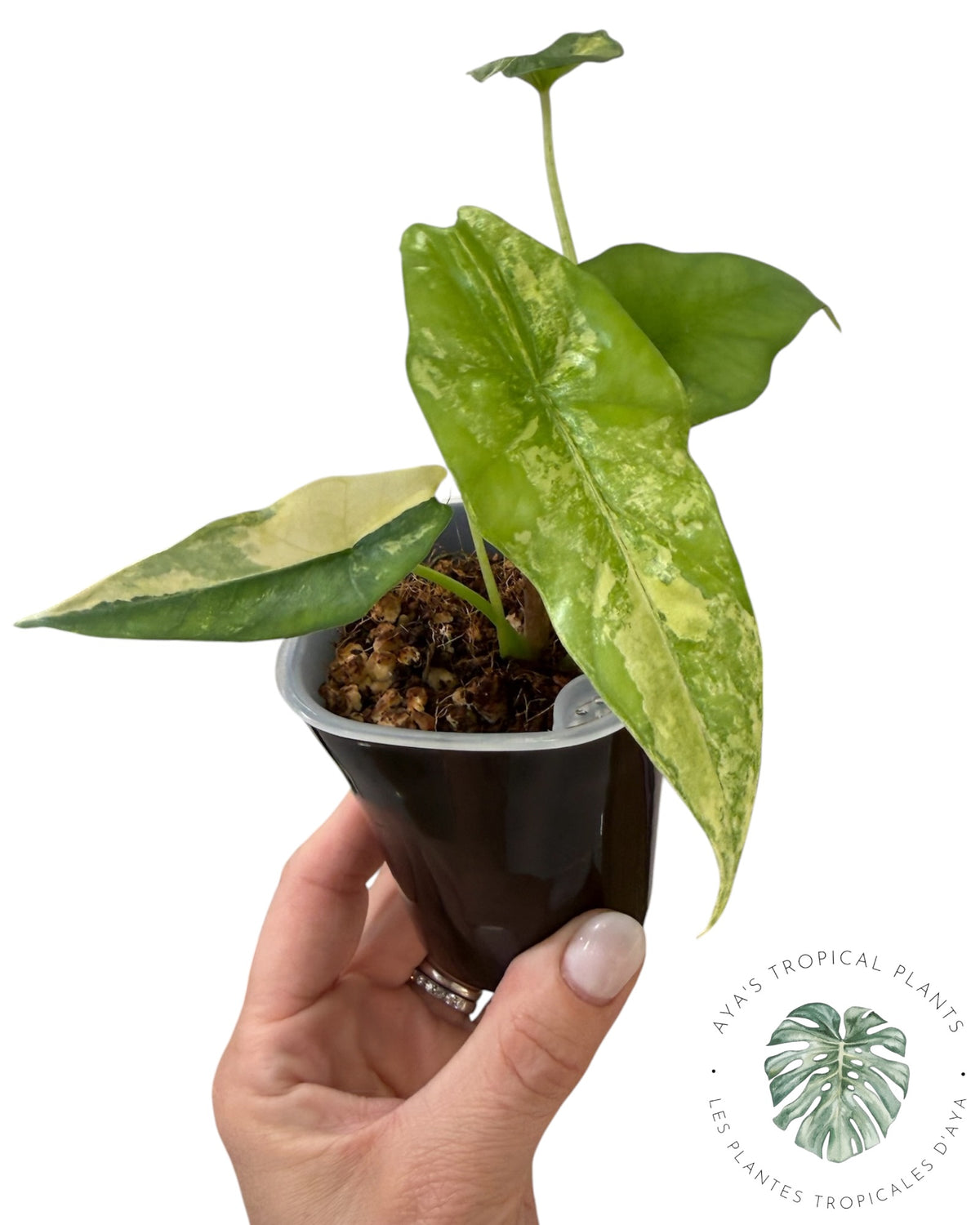 Alocasia  Simpo Aurea Variegated