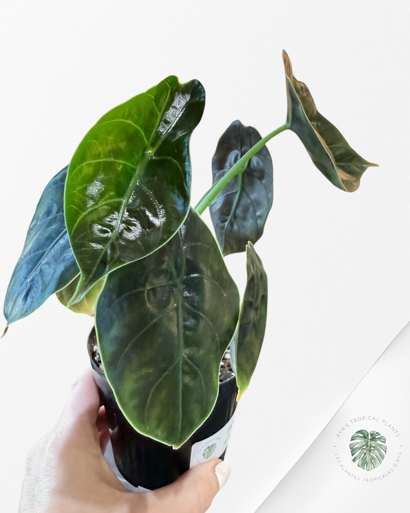 Alocasia azlanii - F1