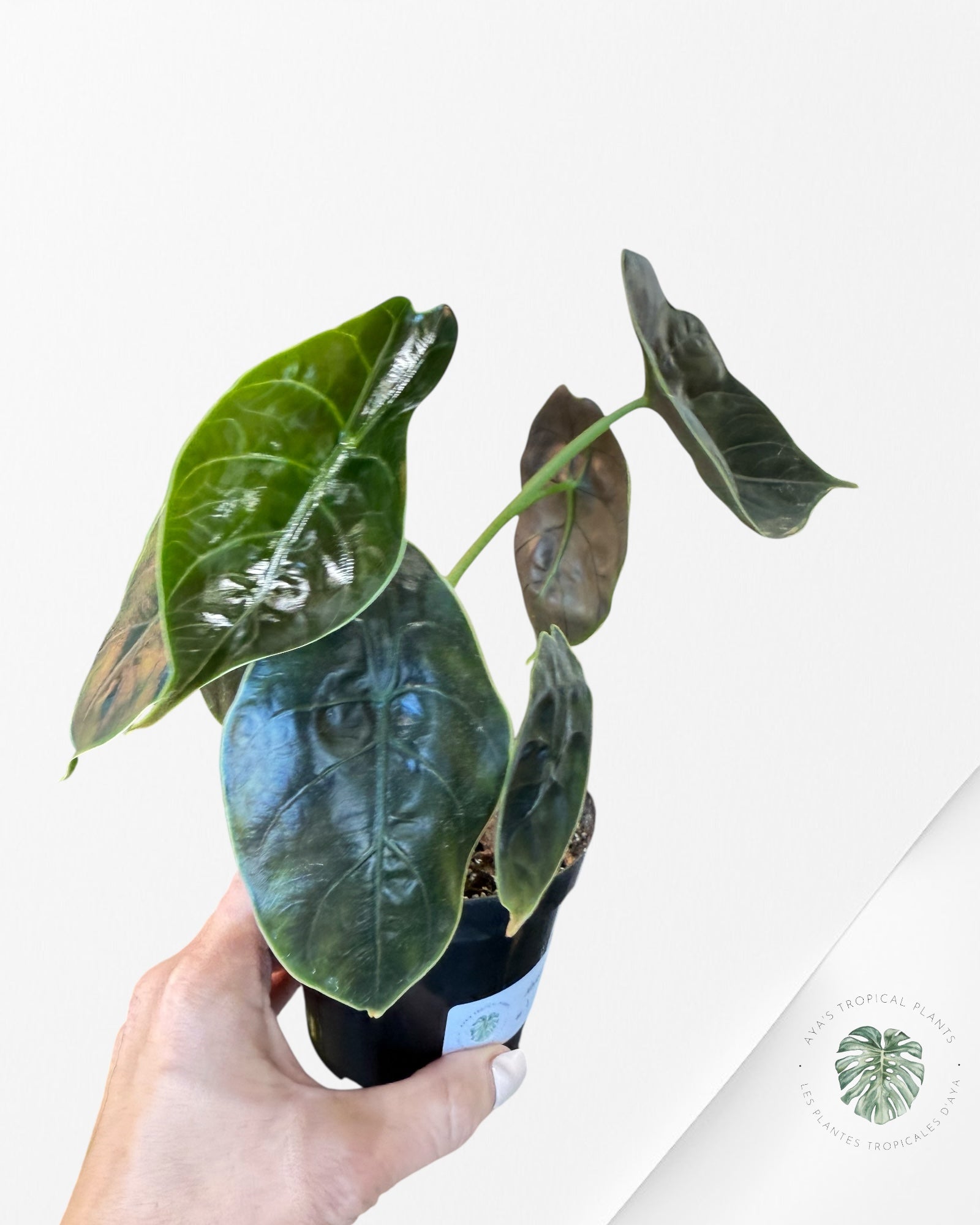 Alocasia azlanii - F1