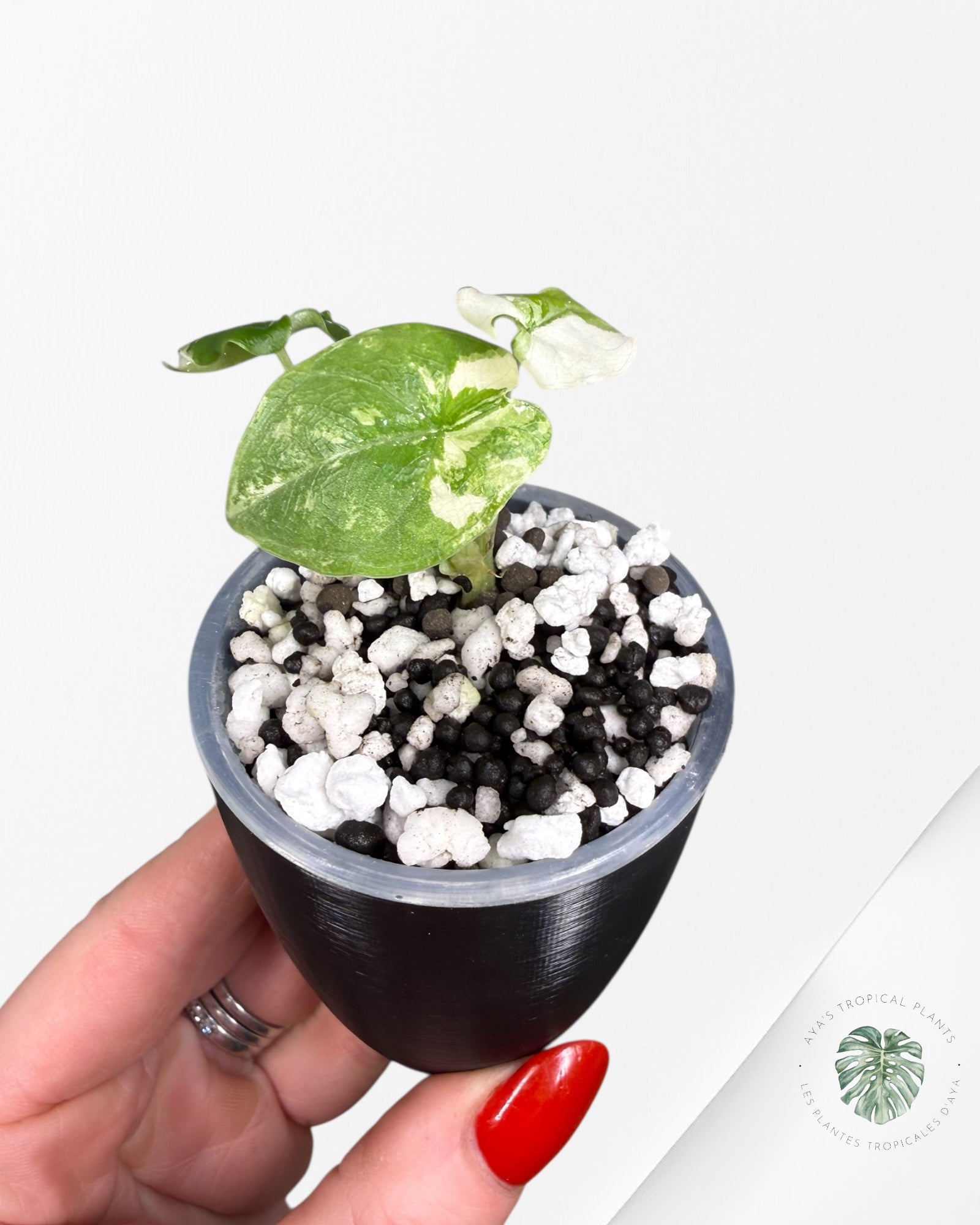 Alocasia Melo Albo Variegated