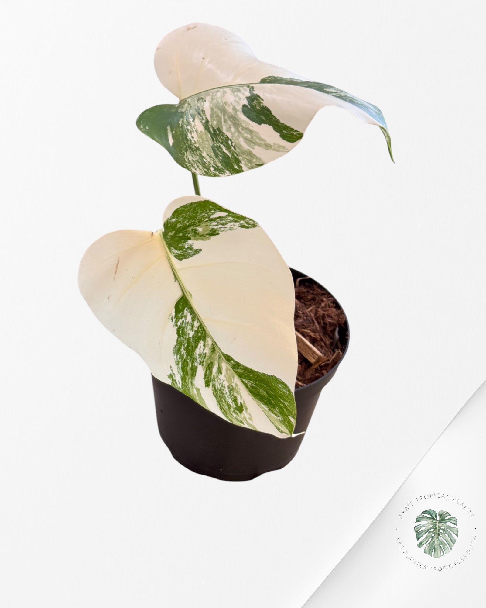 Monstera  Borsigiana Albo-JA1100