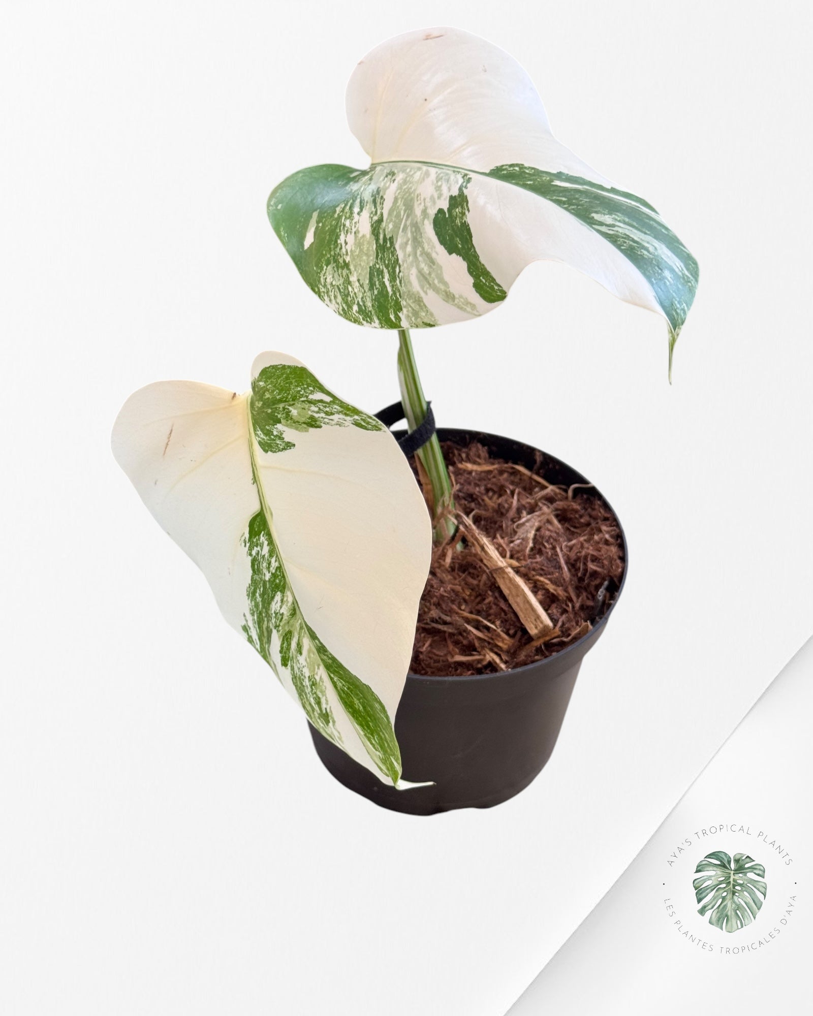 Monstera Borsigiana Albo-JA1100