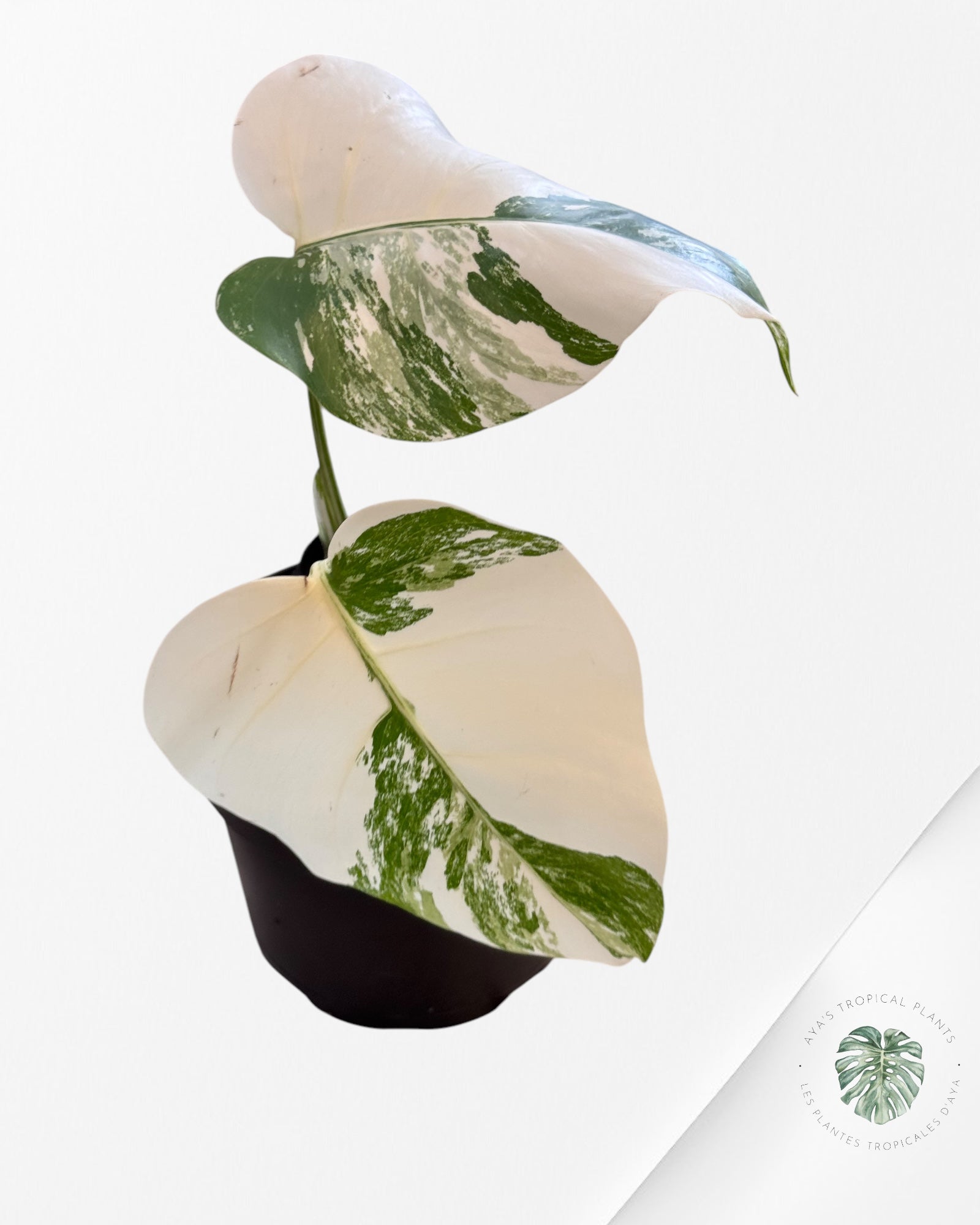 Monstera Borsigiana Albo-JA1100