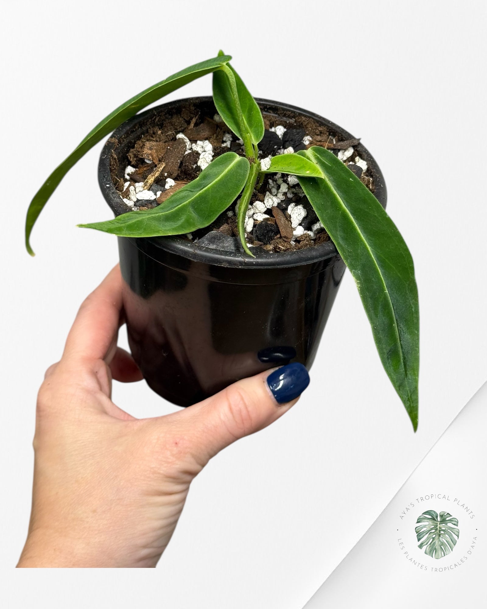 Anthurium Warocqueanum  |Rare Aroid| Aya's Tropical Plants