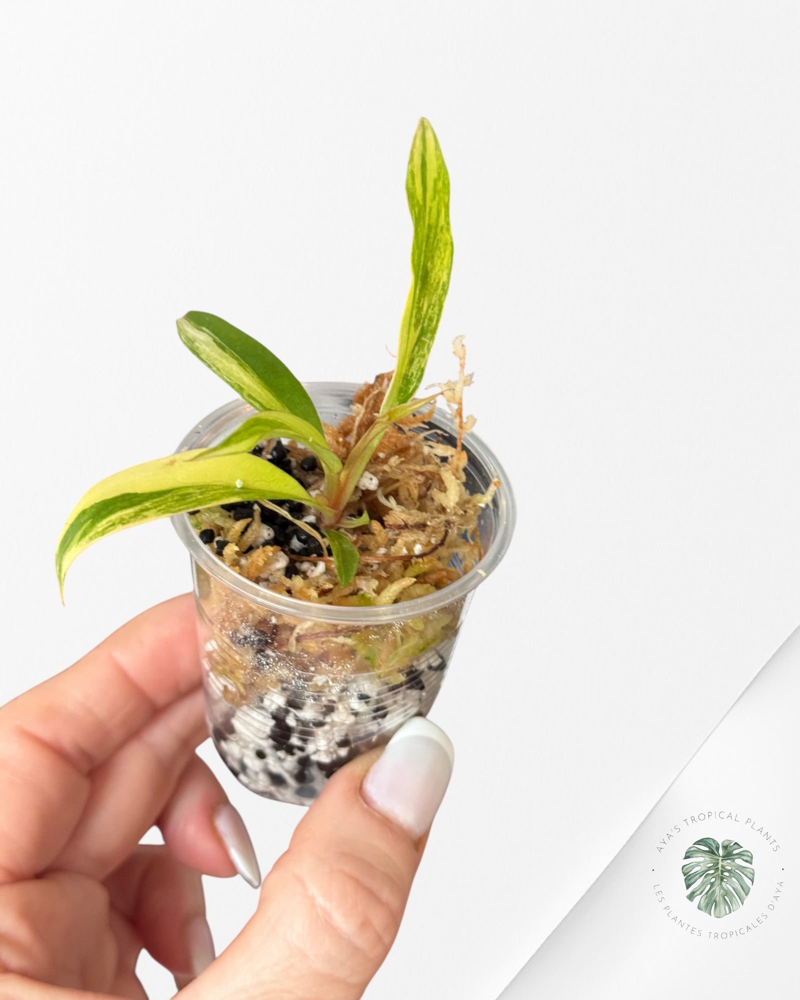Philodendron Caramel Marble-LU5