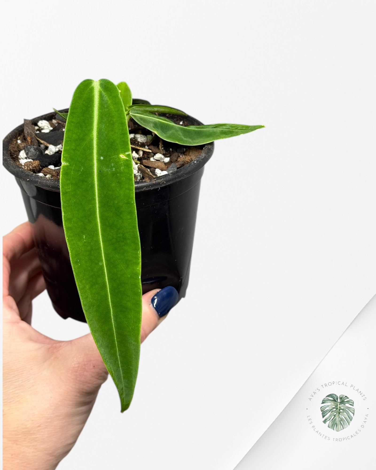 Anthurium Warocqueanum  |Rare Aroid| Aya's Tropical Plants