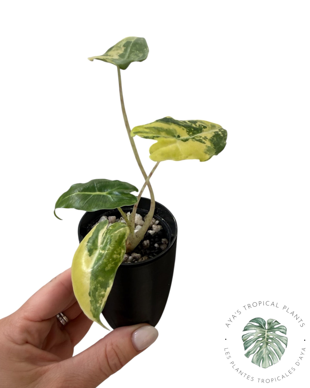 Alocasia Sarian Aurea