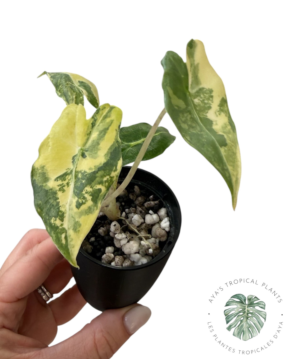Alocasia Sarian Aurea