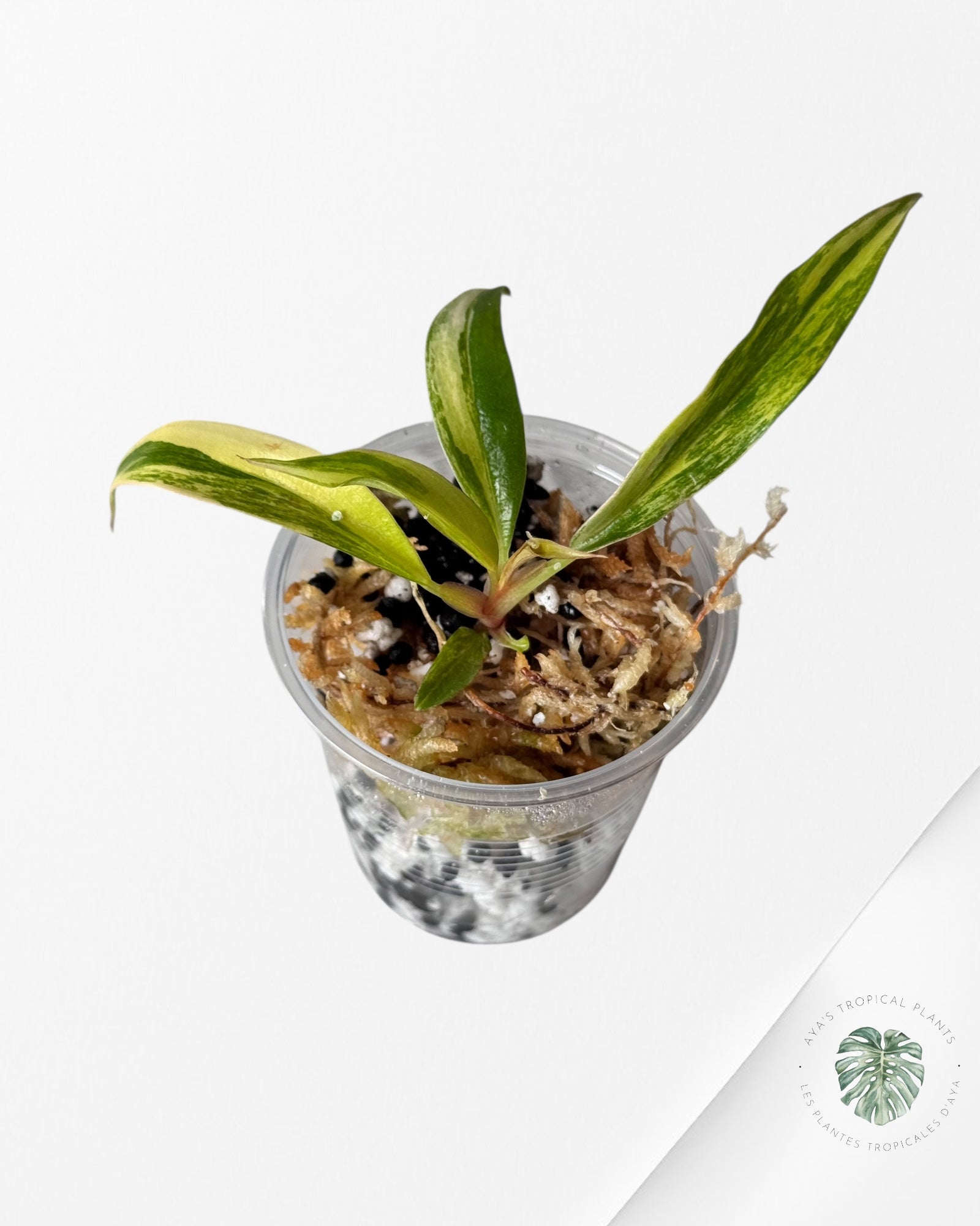 Philodendron Caramel Marble-LU5