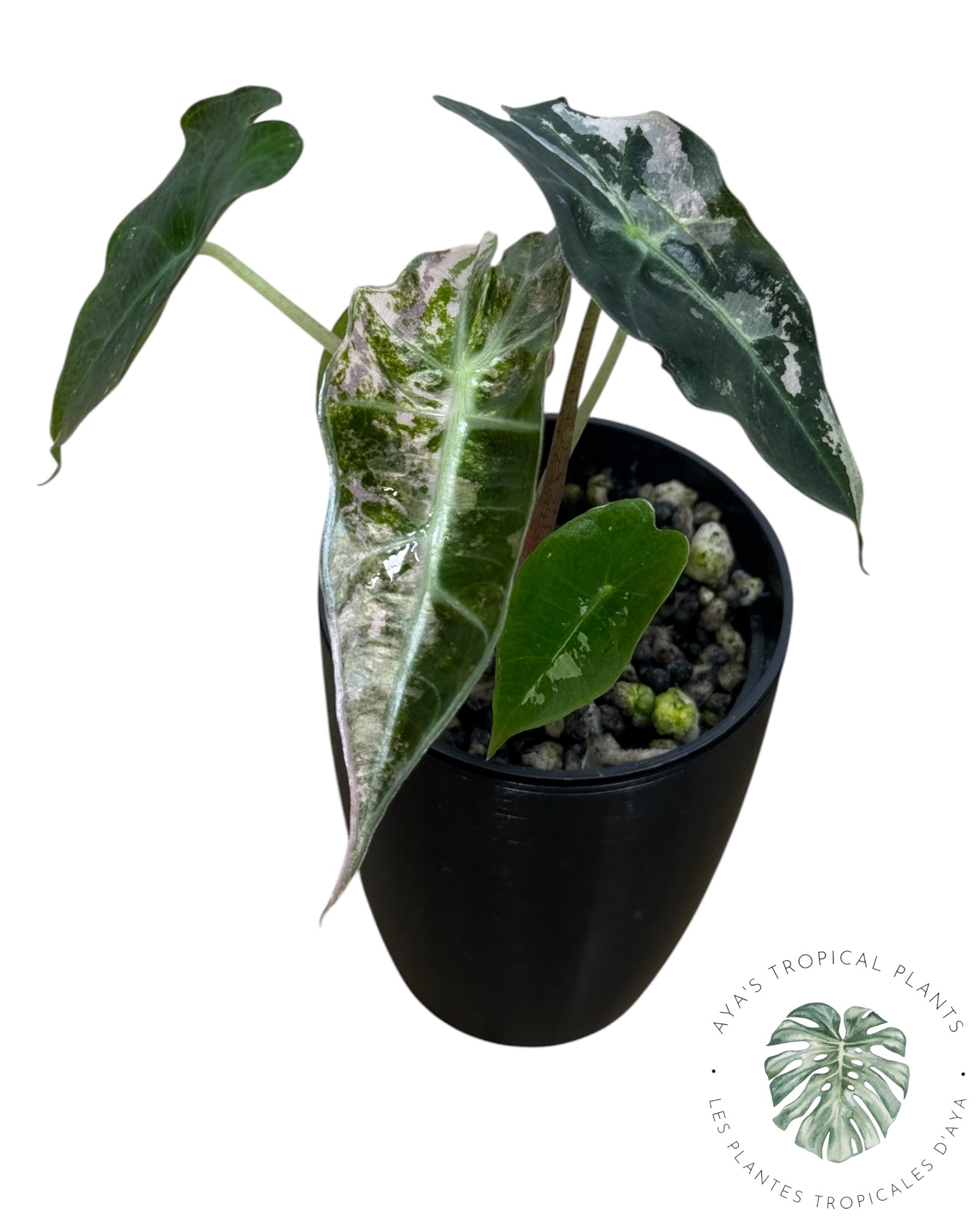 Alocasia Polly Pink Snowflake