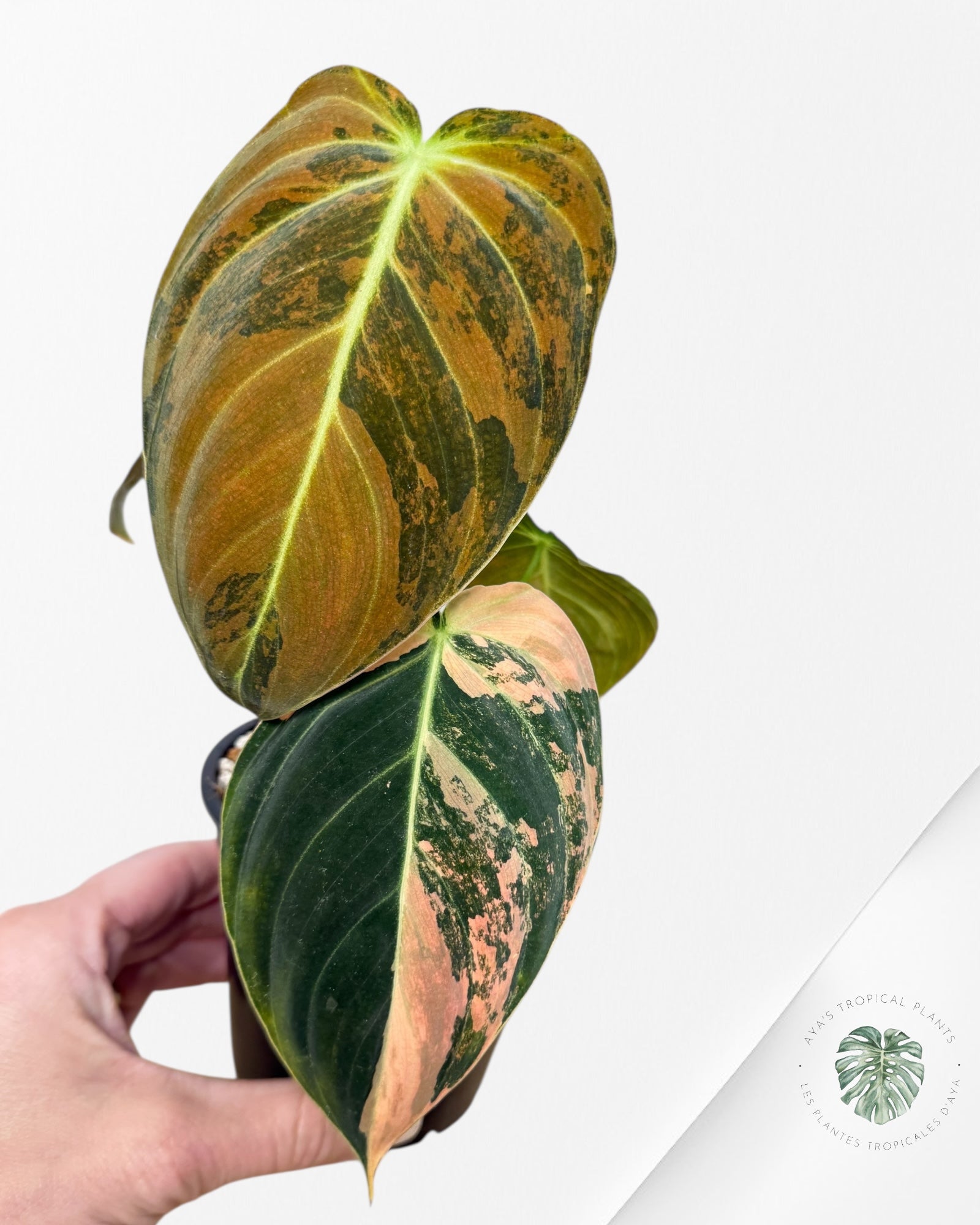 Philodendron Melanochrysum Orange (Bonfire) - T