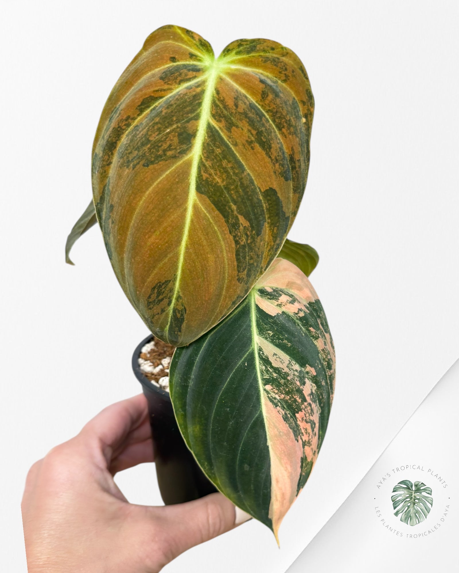 Philodendron Melanochrysum Orange (Bonfire) - T