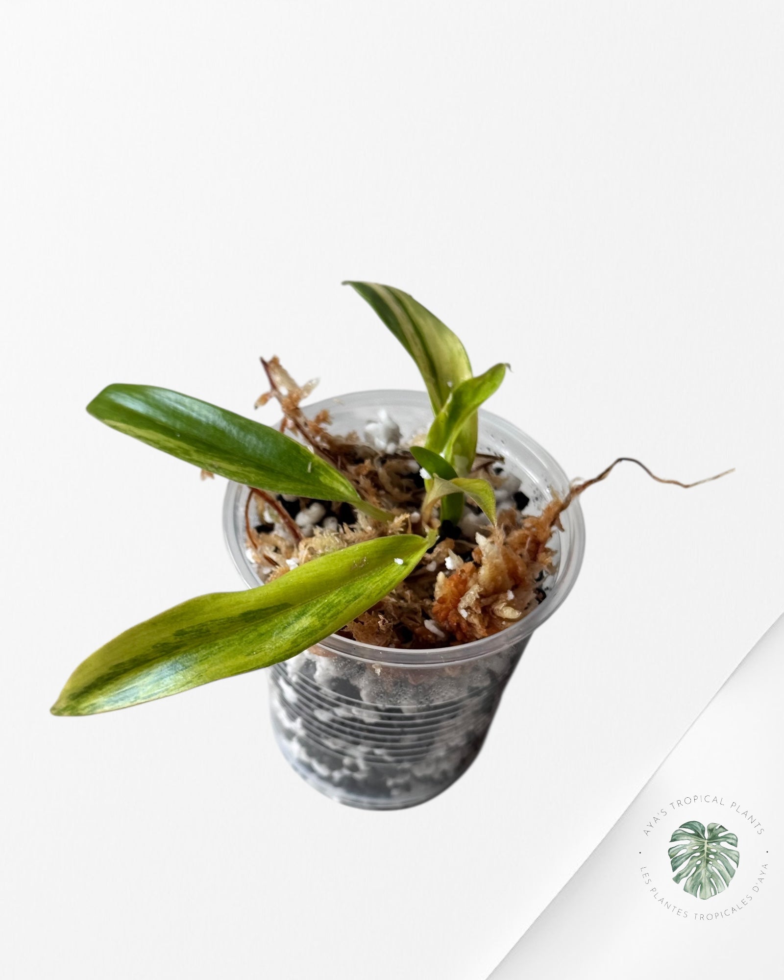 Philodendron Caramel Marble-LU6