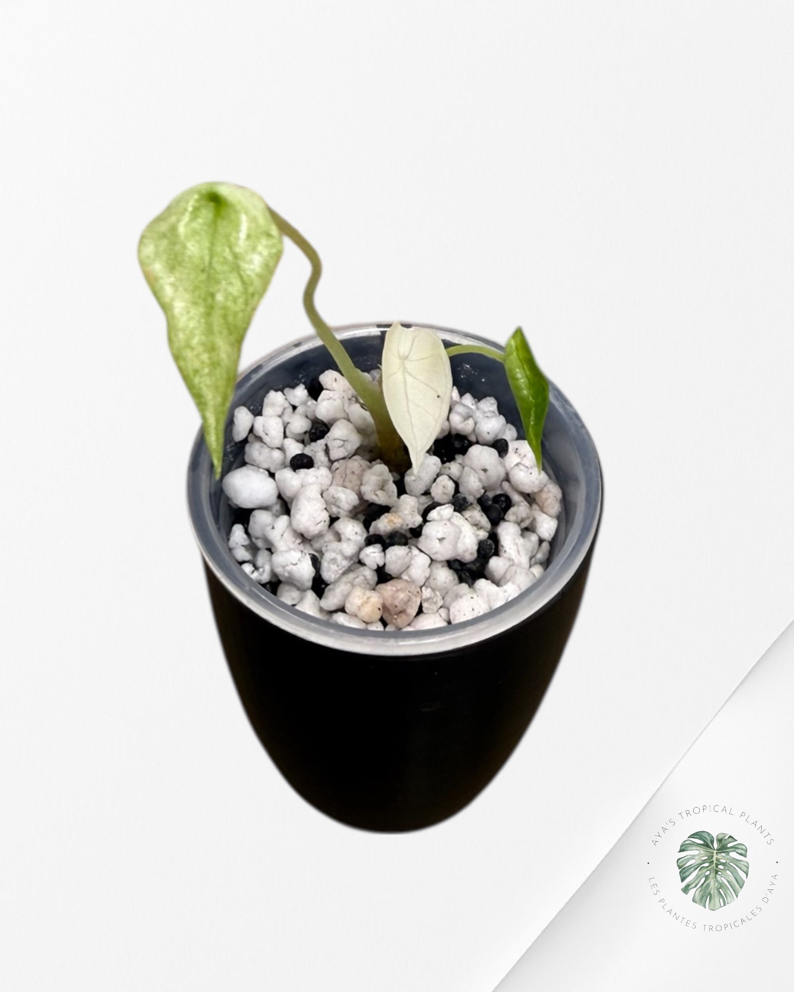 Alocasia Scalprum Albo Mint Variegated