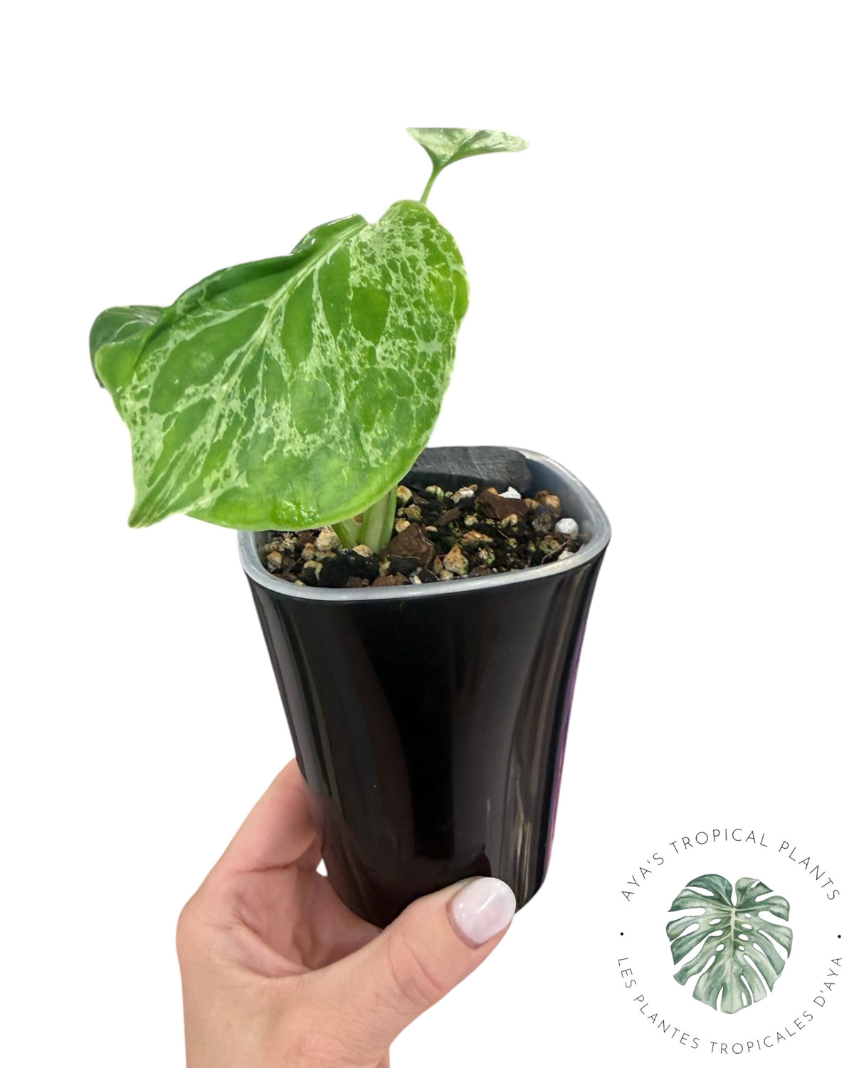 Monstera Deliciosa Bulbasaur