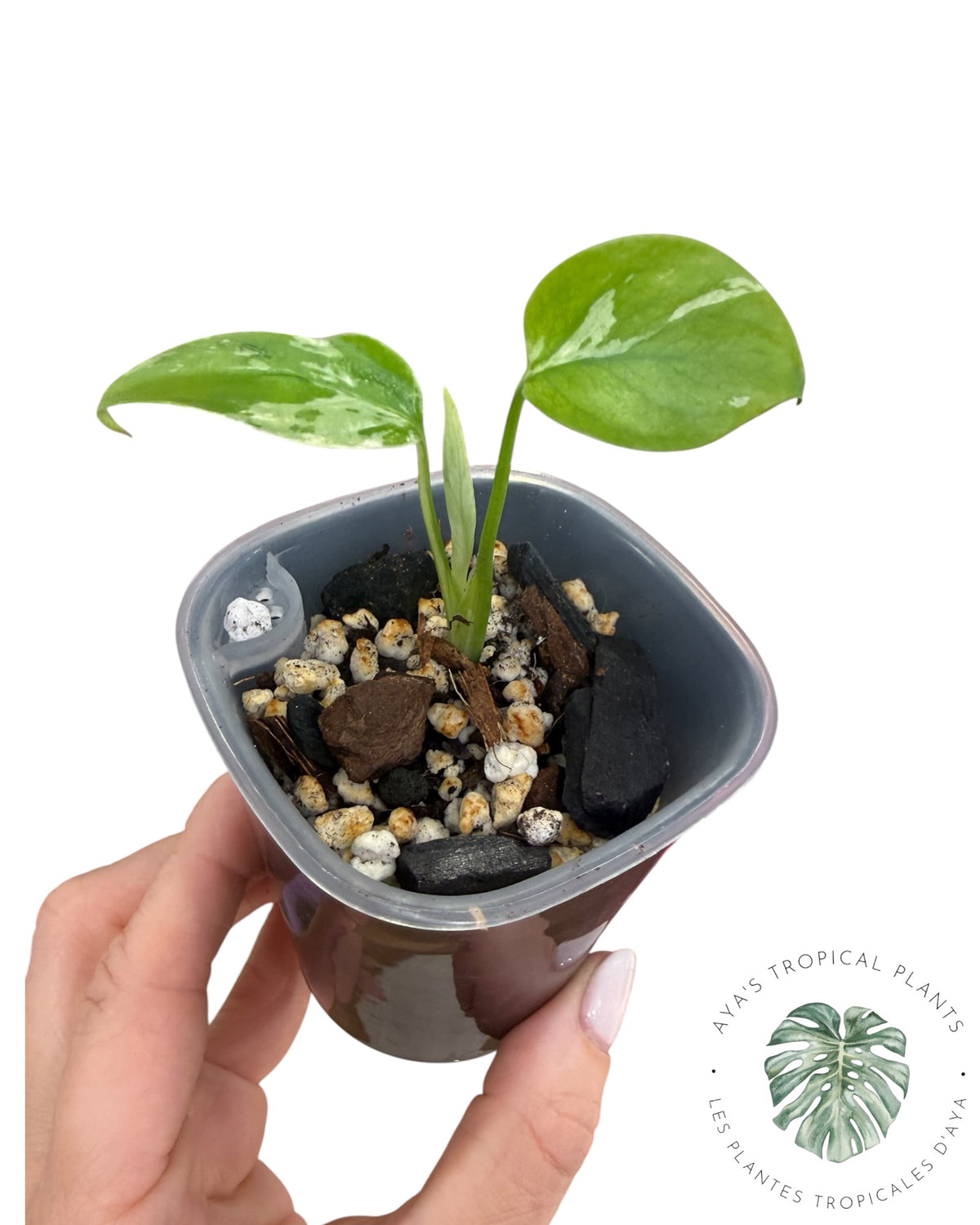 Monstera Deliciosa Bulbasaur