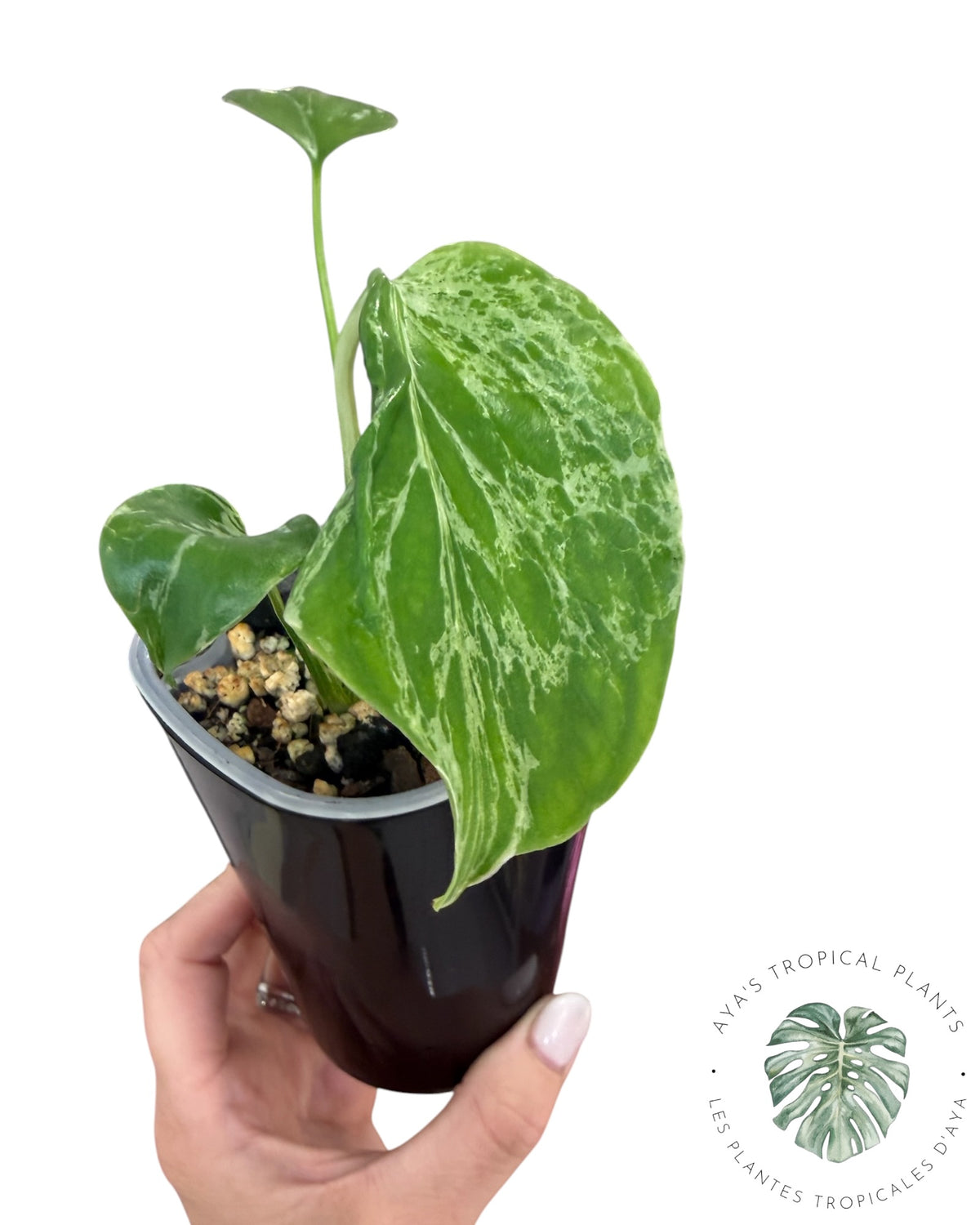 Monstera Deliciosa Bulbasaur