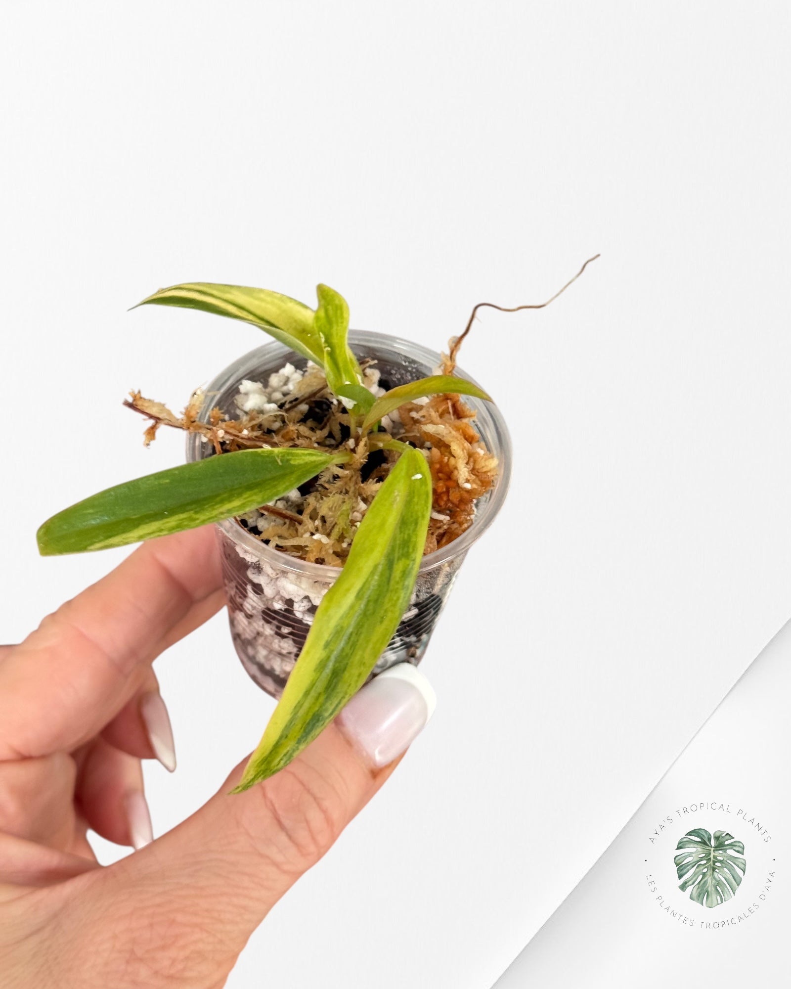 Philodendron Caramel Marble-LU6