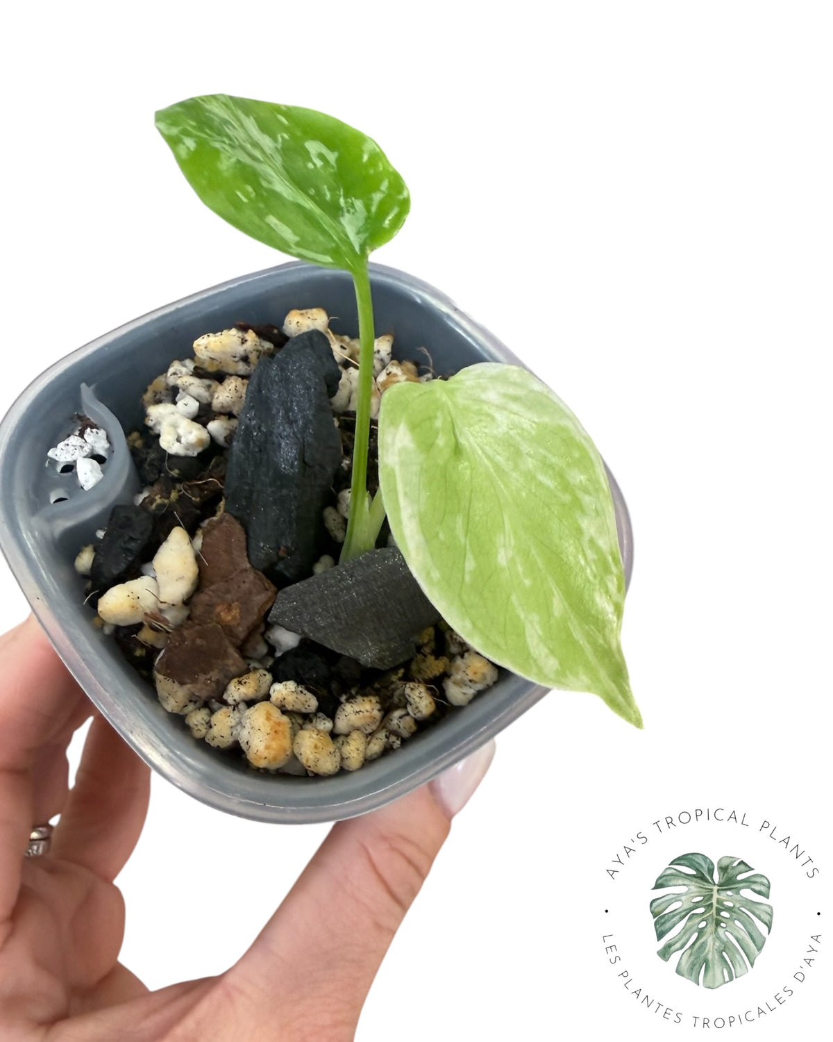 Monstera Deliciosa Bulbasaur