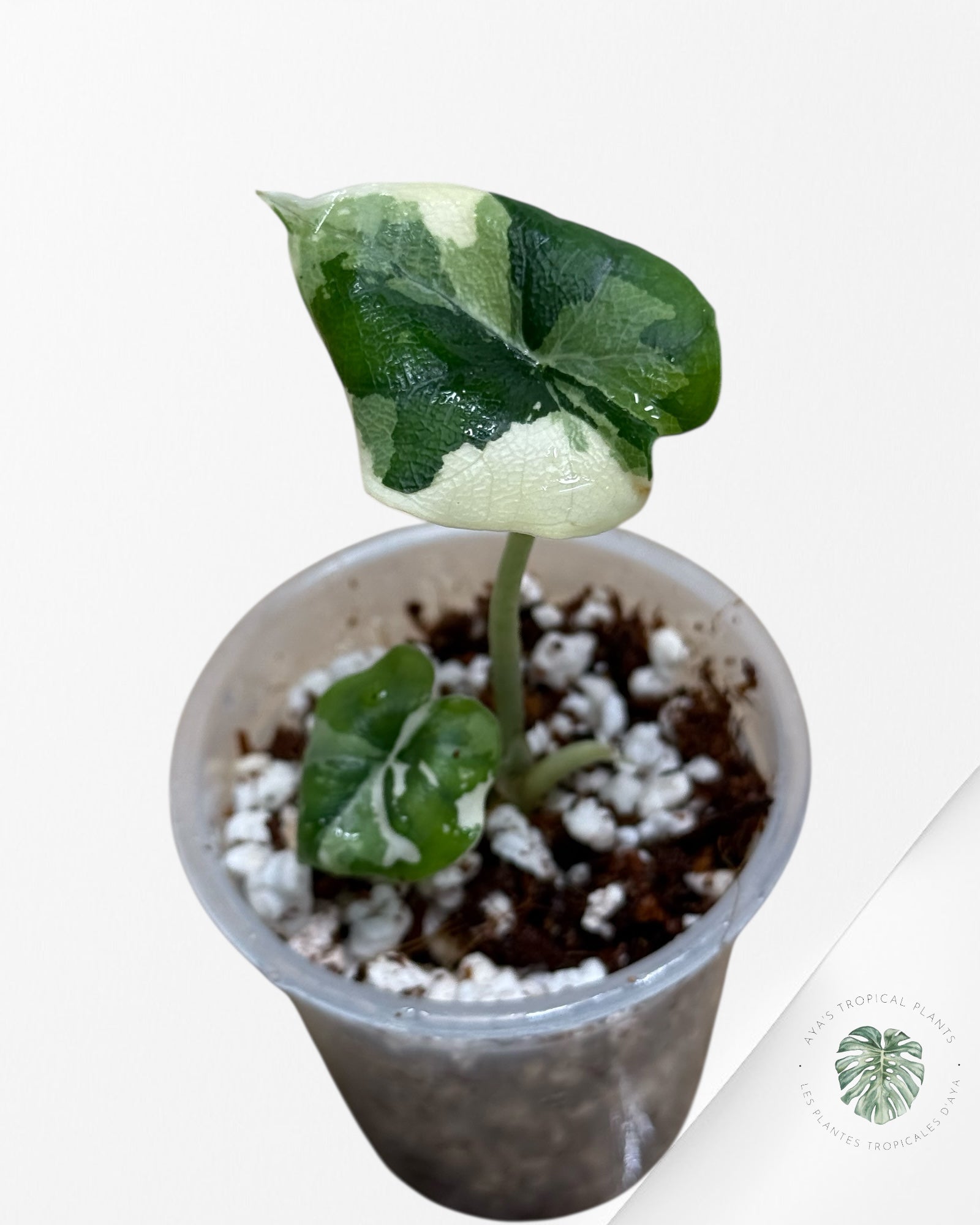 Alocasia Melo Variegated Albo| Rare TC Plant| Aya's Tropical Plants