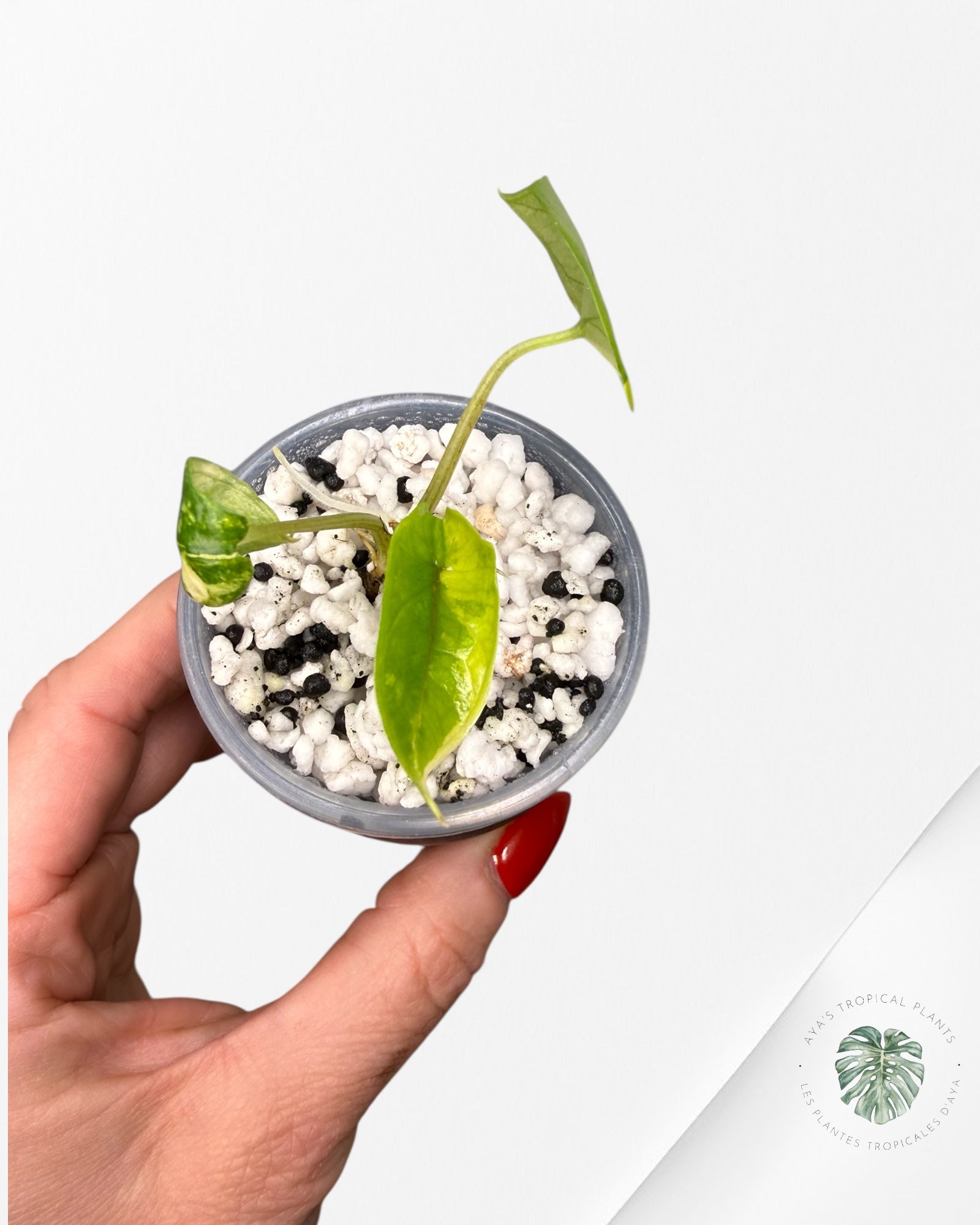 Alocasia Scalprum Aurea Variegated