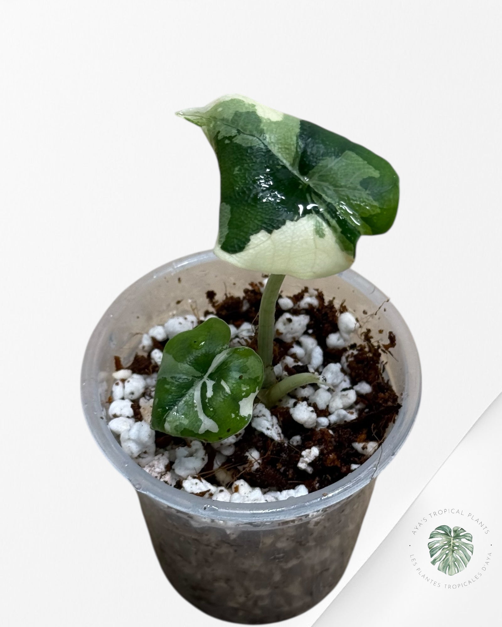 Alocasia Melo Variegated Albo| Rare TC Plant| Aya's Tropical Plants